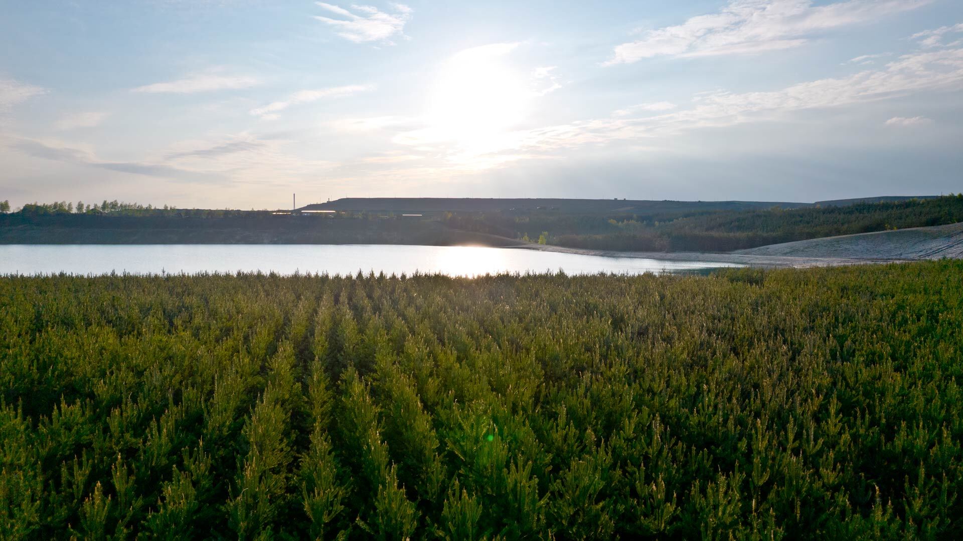 Młodnik na dnie kopalni piasku pod Olkuszem