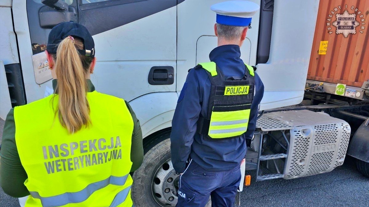 Ponad 12 tys. kontroli. Śląskie chronione przed pryszczycą