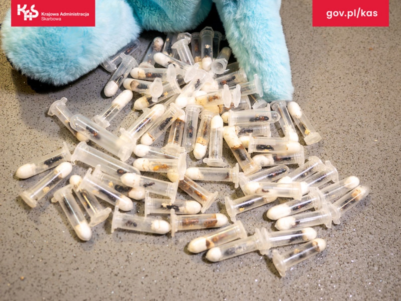 Pyrzowice przemyt mrowek 2