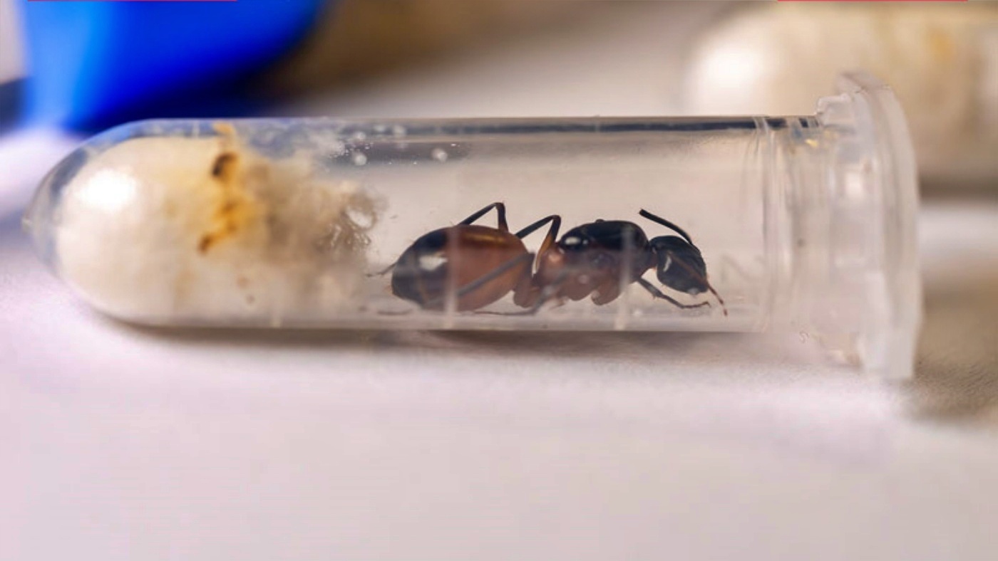 Na lotnisku w Pyrzowicach udaremniono przemyt… żywych mrówek