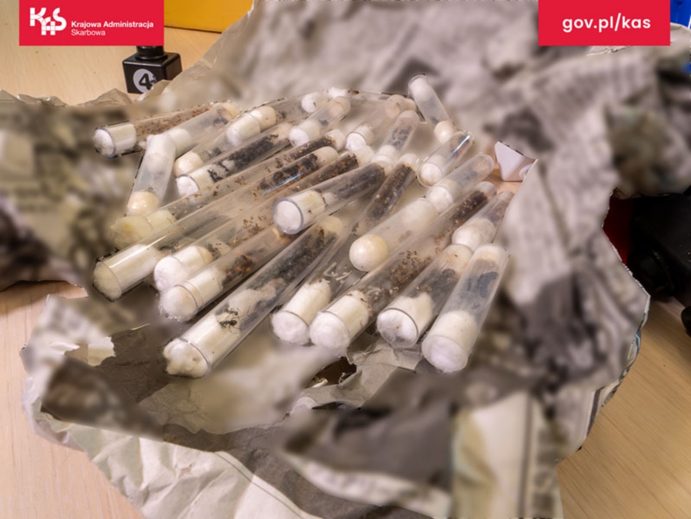 Pyrzowice przemyt mrowek 5