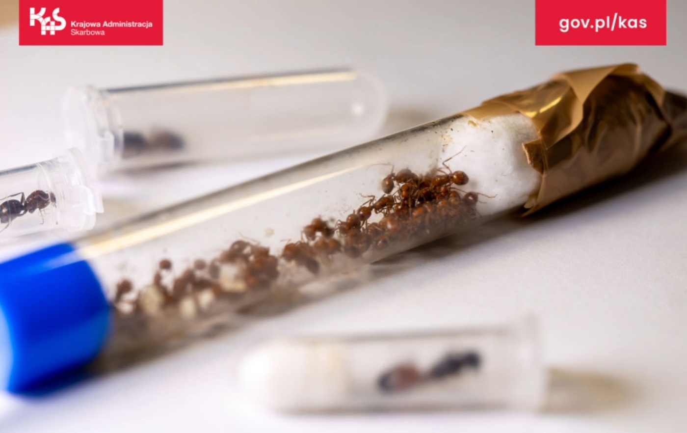 Pyrzowice przemyt mrowek 6