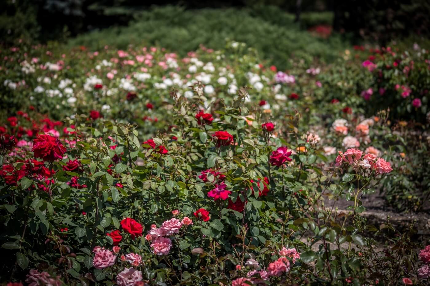 Rosarium park slaski 1