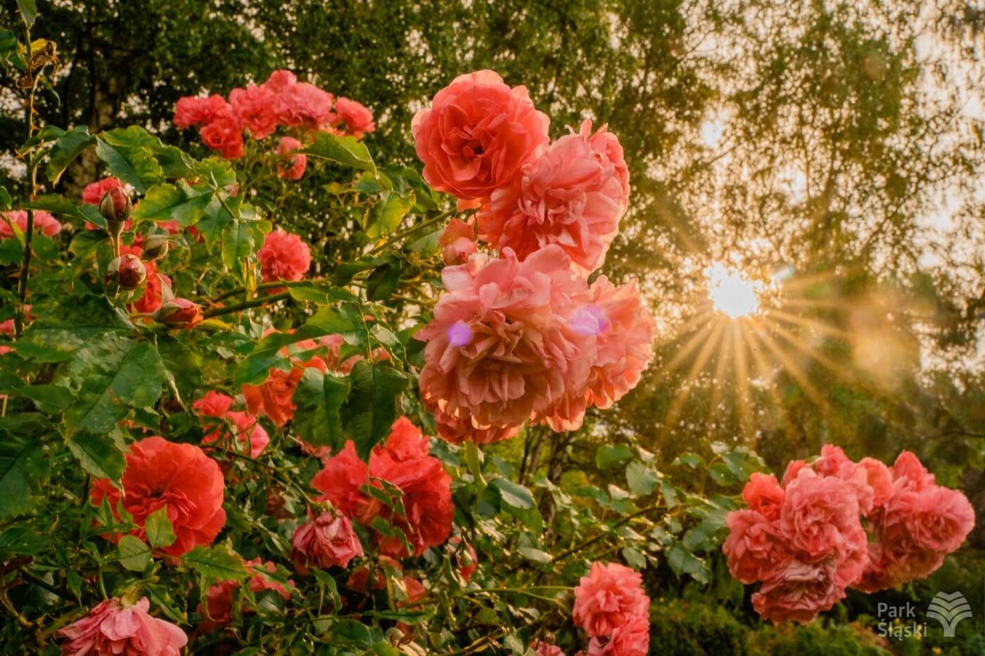 Rosarium park slaski 1