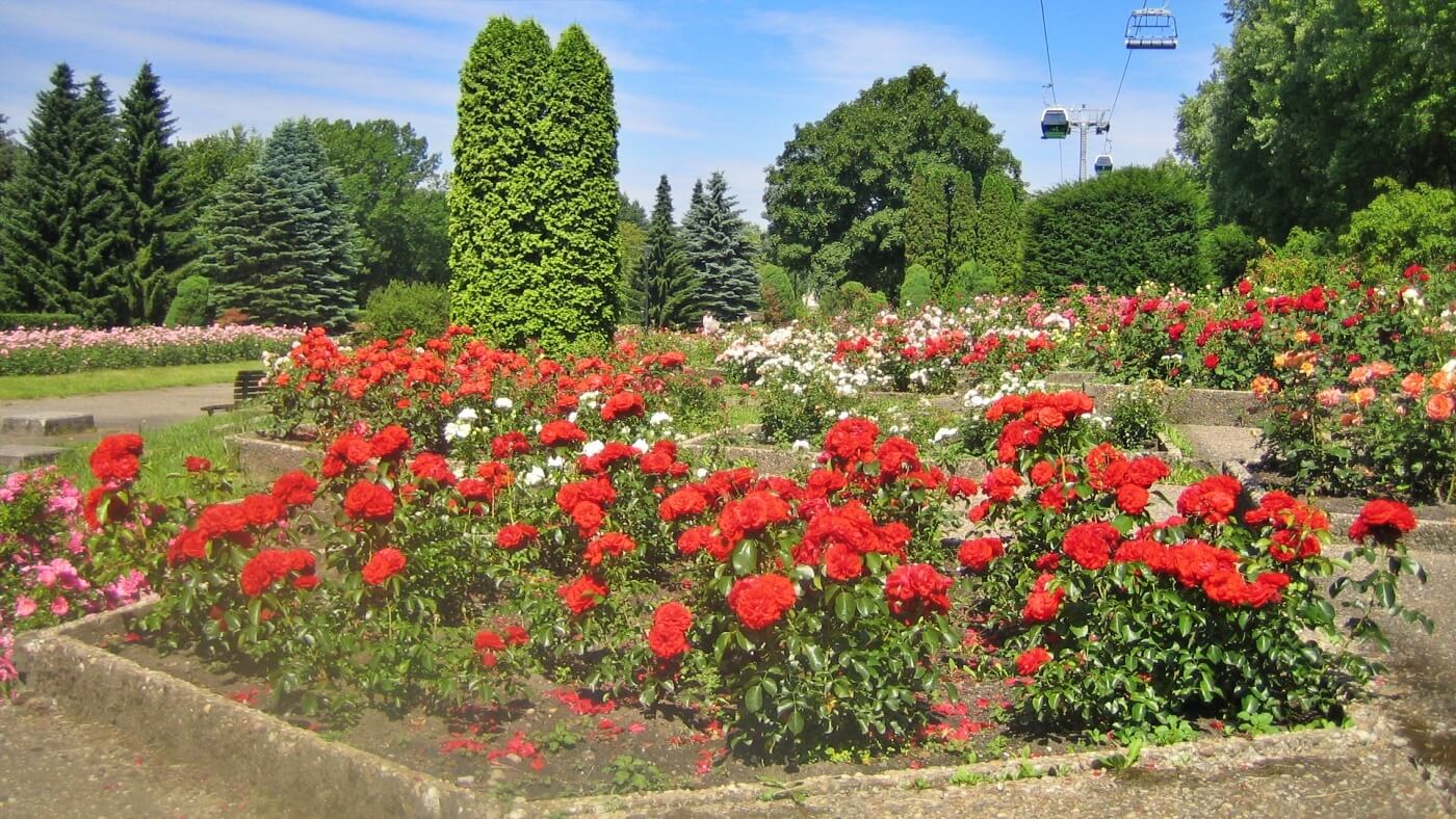 Własny ogród jak Rosarium z Parku Śląskiego? To możliwe. Będzie akcja „Drugie życie parkowych róż”