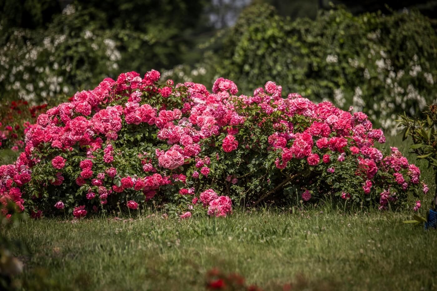 Rosarium park slaski 8