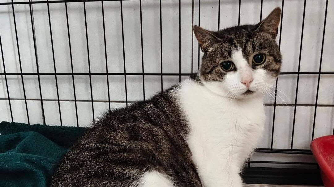 Przezimuj bezdomniaka 2026