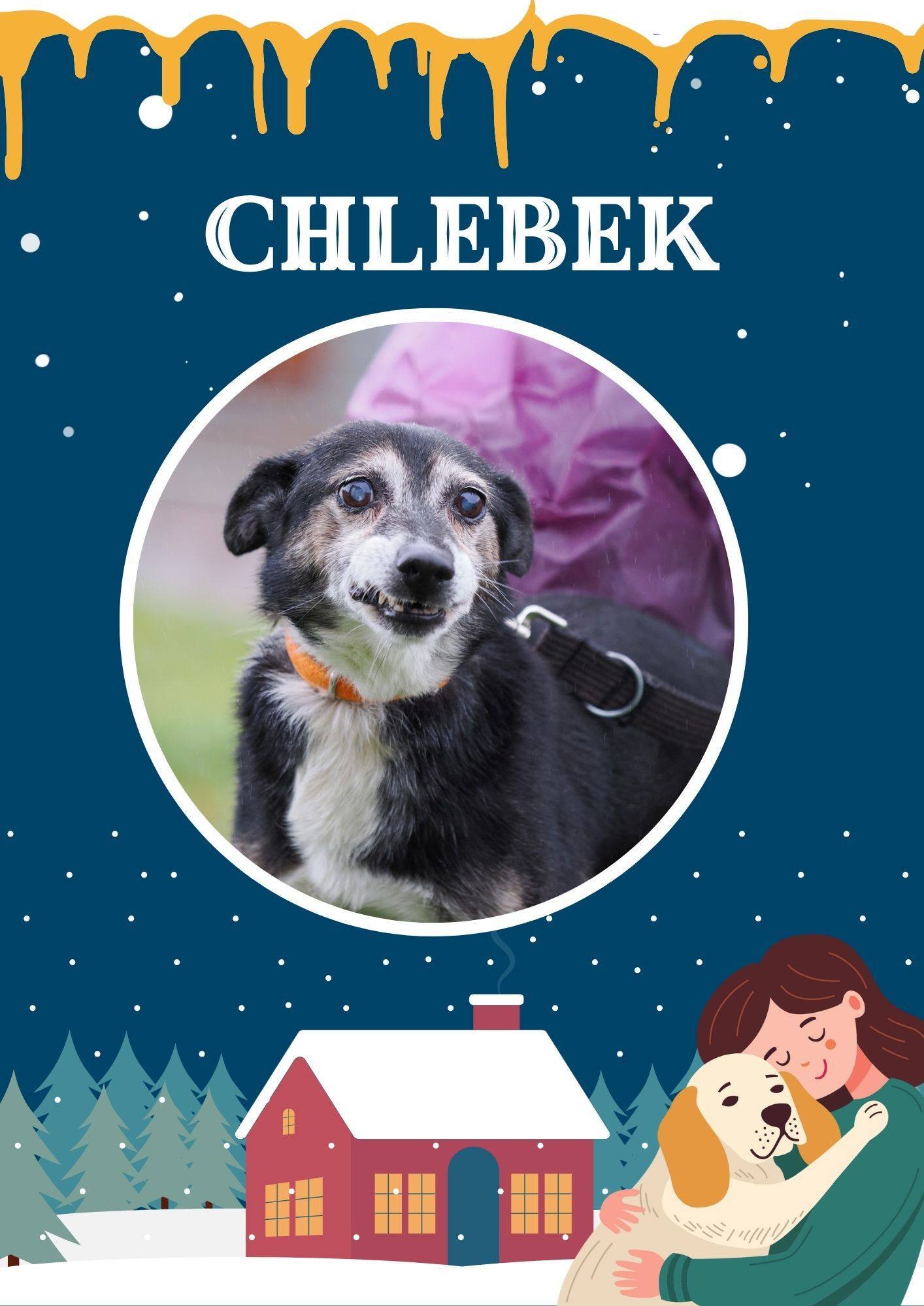 Akcja Przezimuj Bezdomniaka