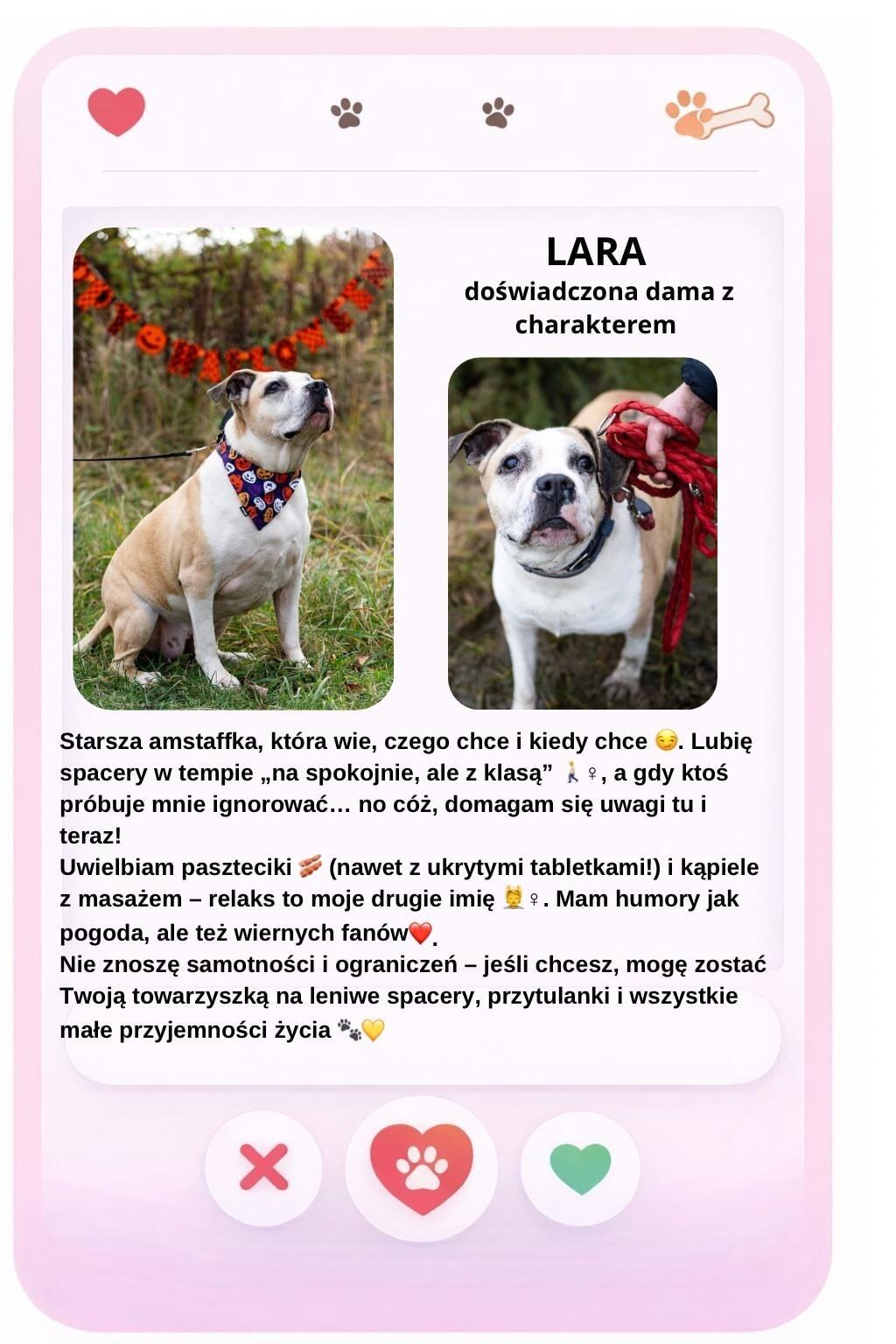 Walentynki w schronisku Psitulmnie w Zabrzu