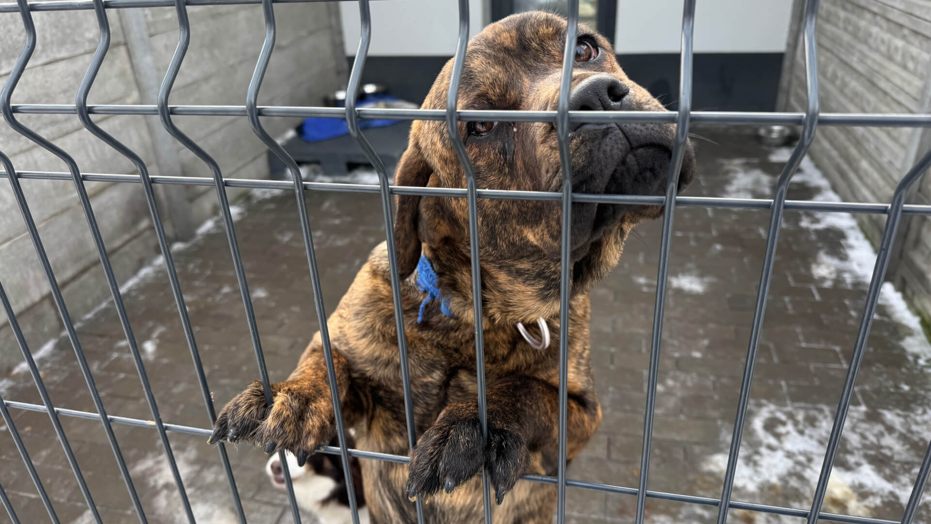 Schronisko dla zwierząt w Bytomiu. 15 stycznia 2026