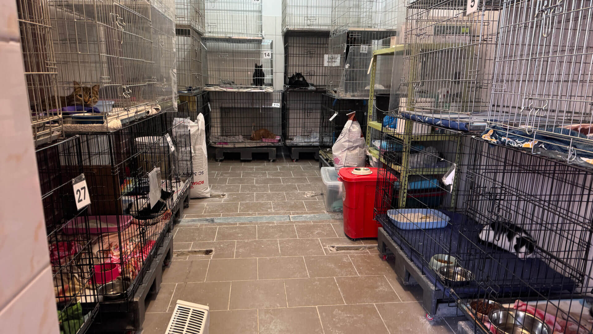 Schronisko dla zwierząt w Bytomiu. 15 stycznia 2026