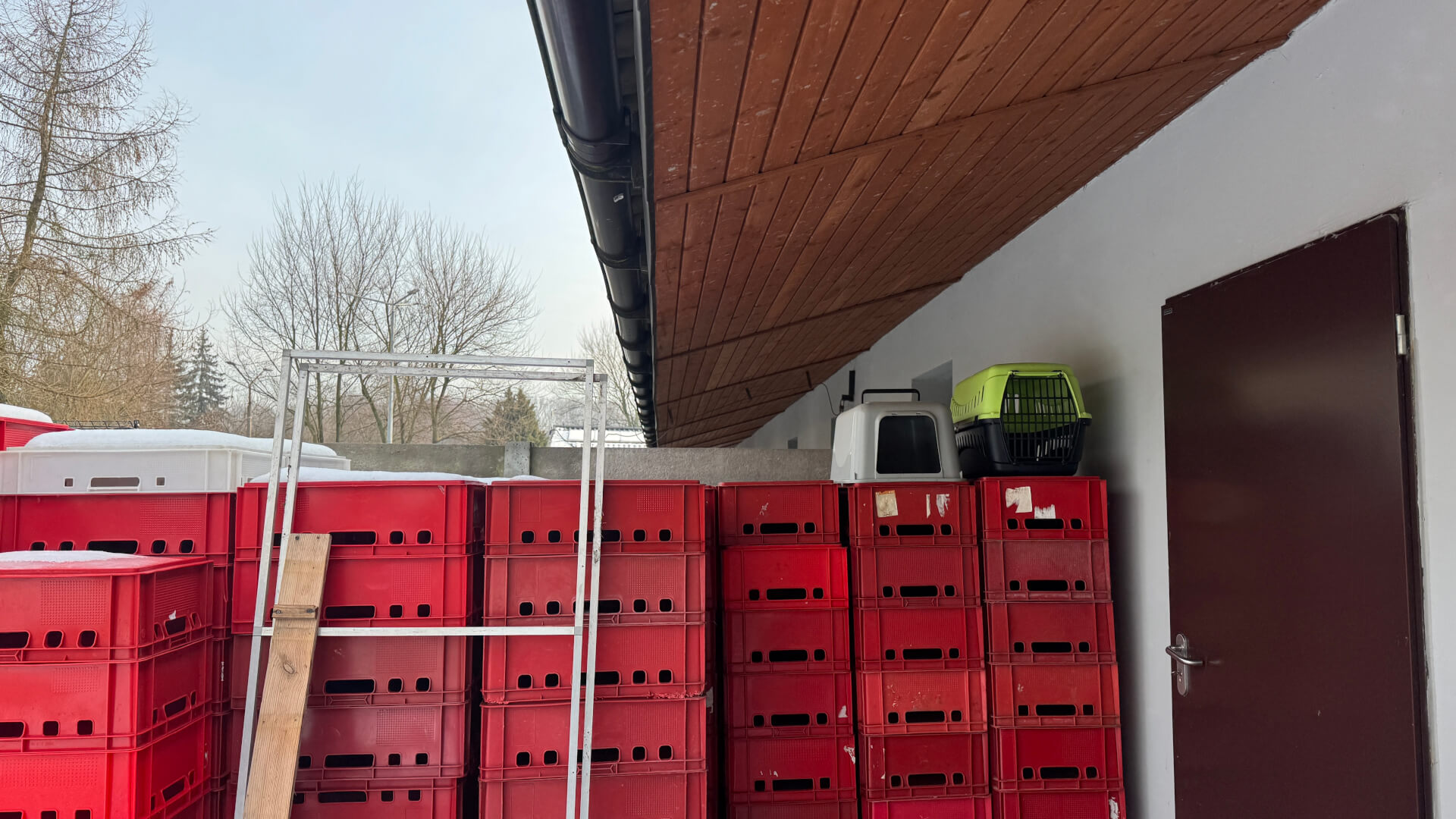 Schronisko dla zwierząt w Bytomiu. 15 stycznia 2026