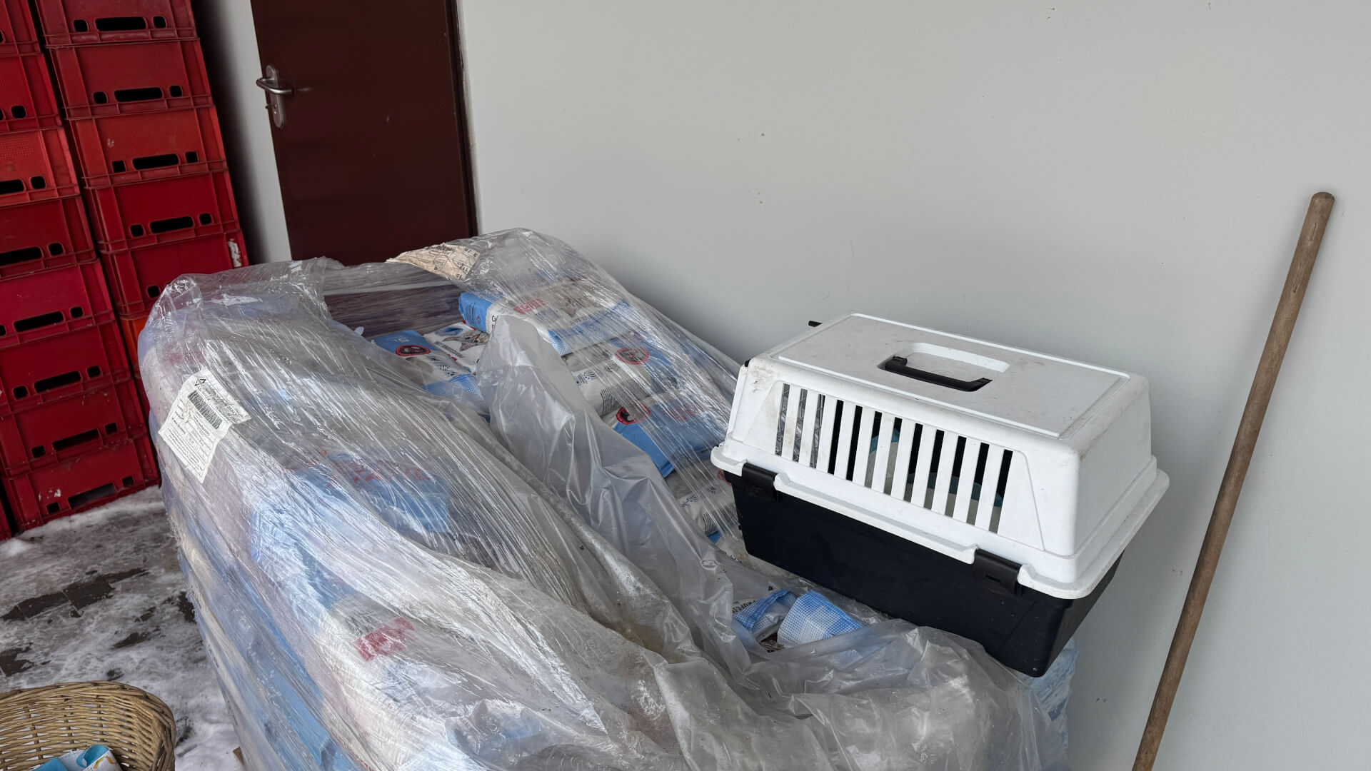 Schronisko dla zwierząt w Bytomiu. 15 stycznia 2026