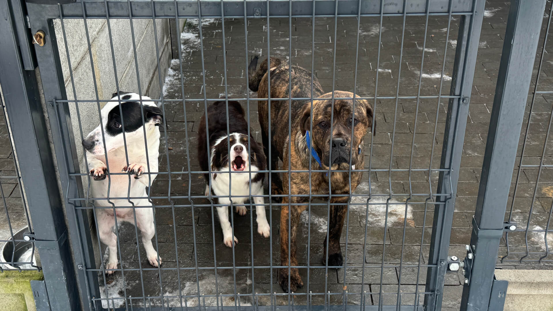 Schronisko dla zwierząt w Bytomiu. 15 stycznia 2026