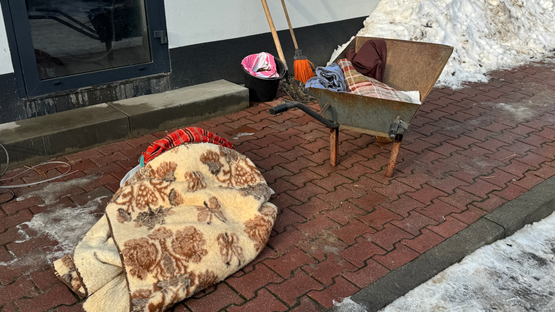 Schronisko dla zwierząt w Bytomiu. 15 stycznia 2026