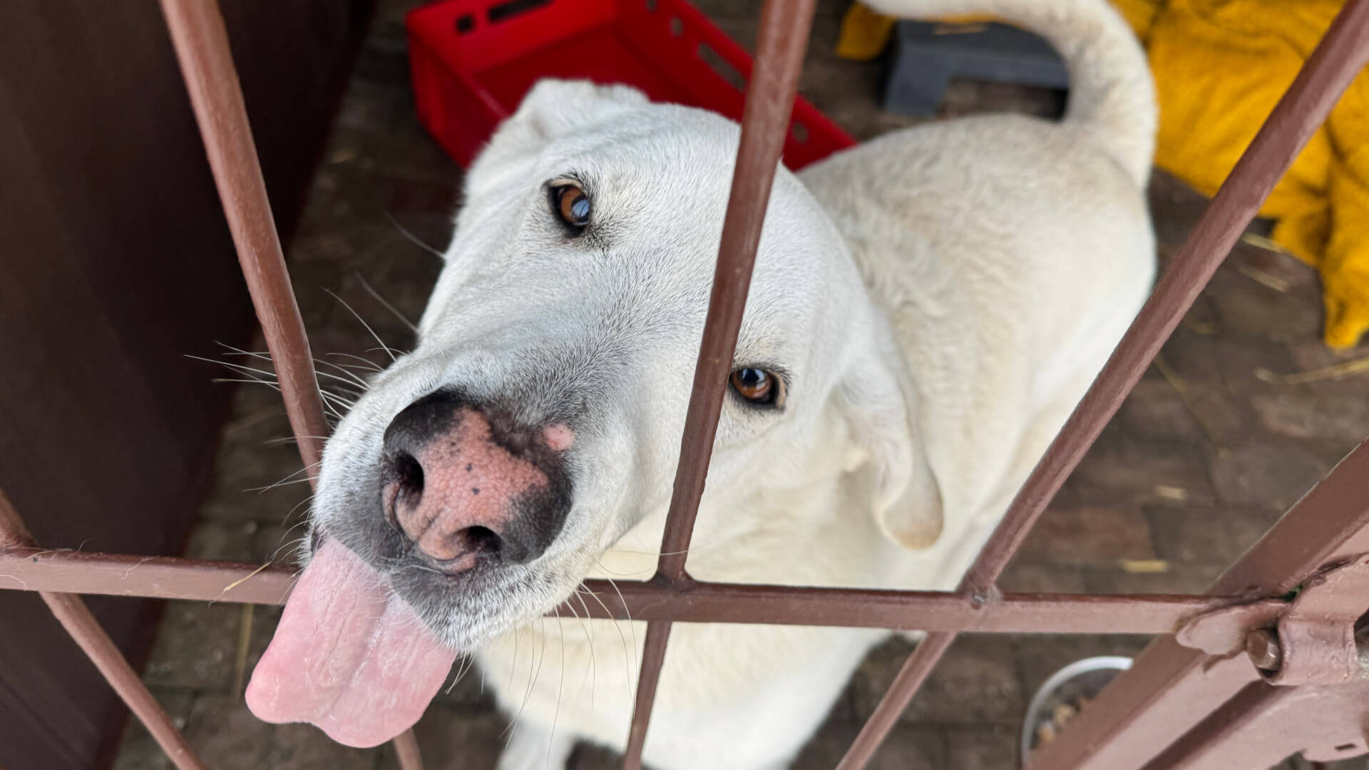 Schronisko dla zwierząt w Bytomiu. 15 stycznia 2026