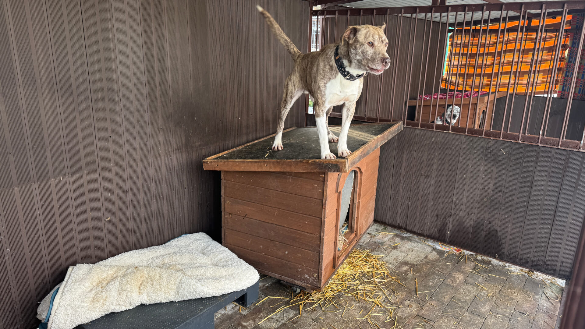 Schronisko dla zwierząt w Bytomiu. 15 stycznia 2026