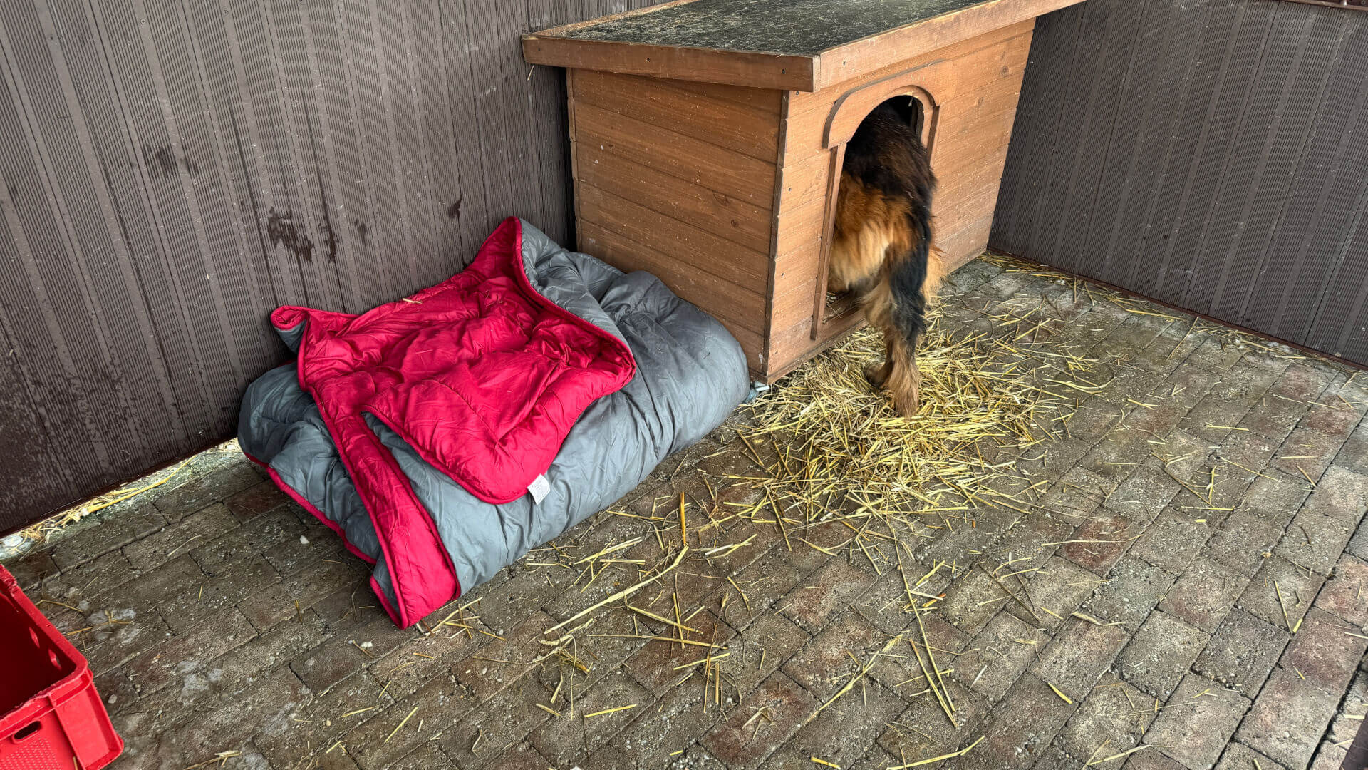 Schronisko dla zwierząt w Bytomiu. 15 stycznia 2026