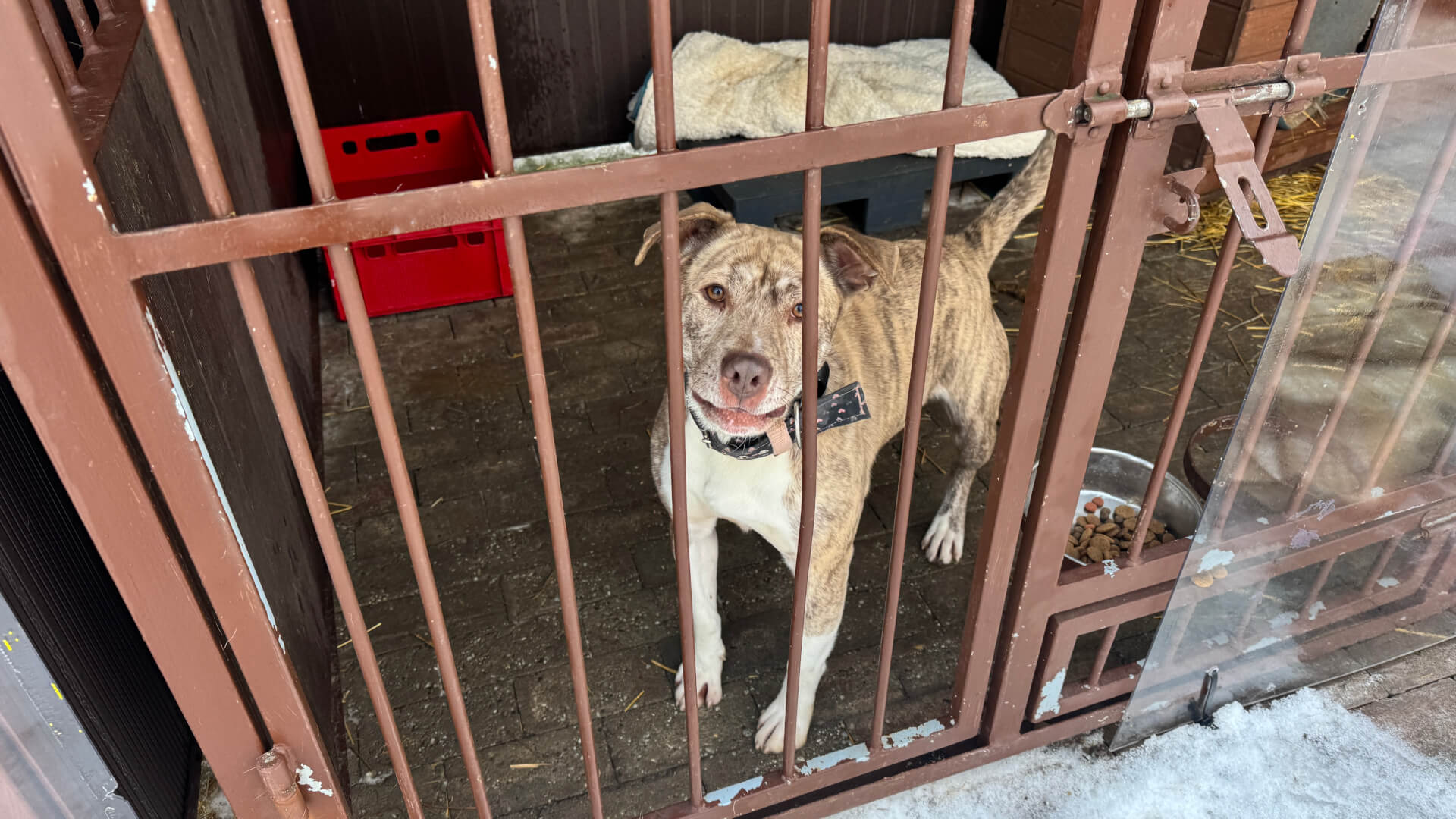 Schronisko dla zwierząt w Bytomiu. 15 stycznia 2026