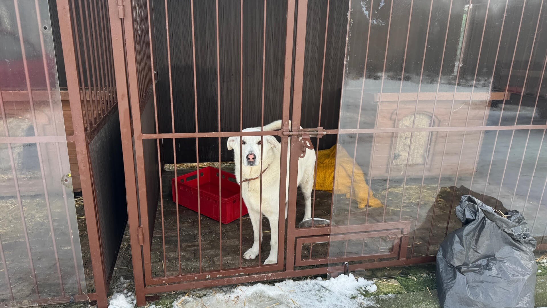 Schronisko dla zwierząt w Bytomiu. 15 stycznia 2026