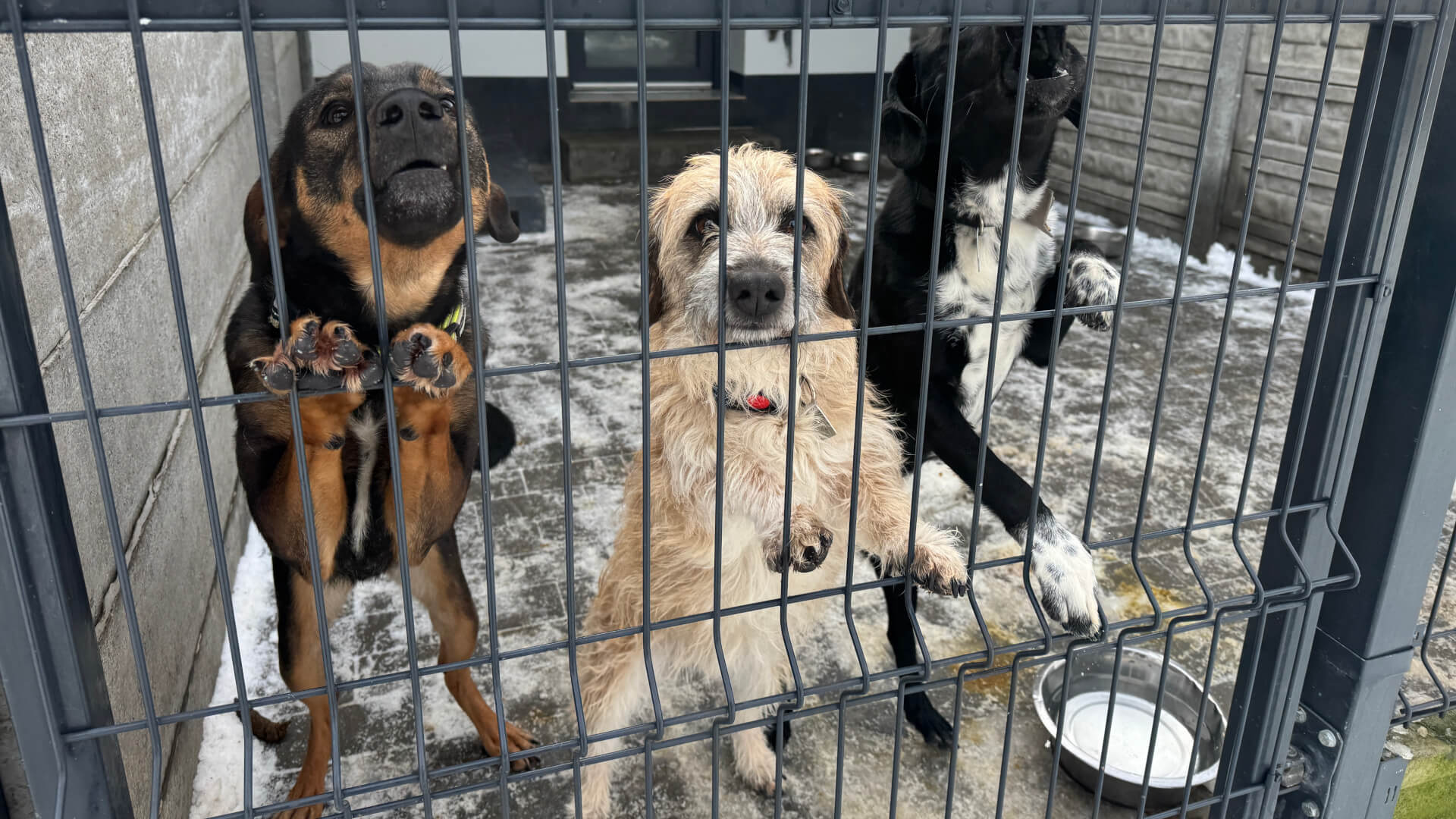 Schronisko dla zwierząt w Bytomiu. 15 stycznia 2026