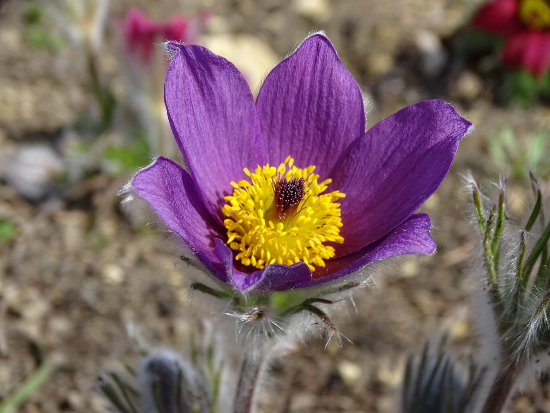 Slaski ogrod botaniczny radzionkow 10