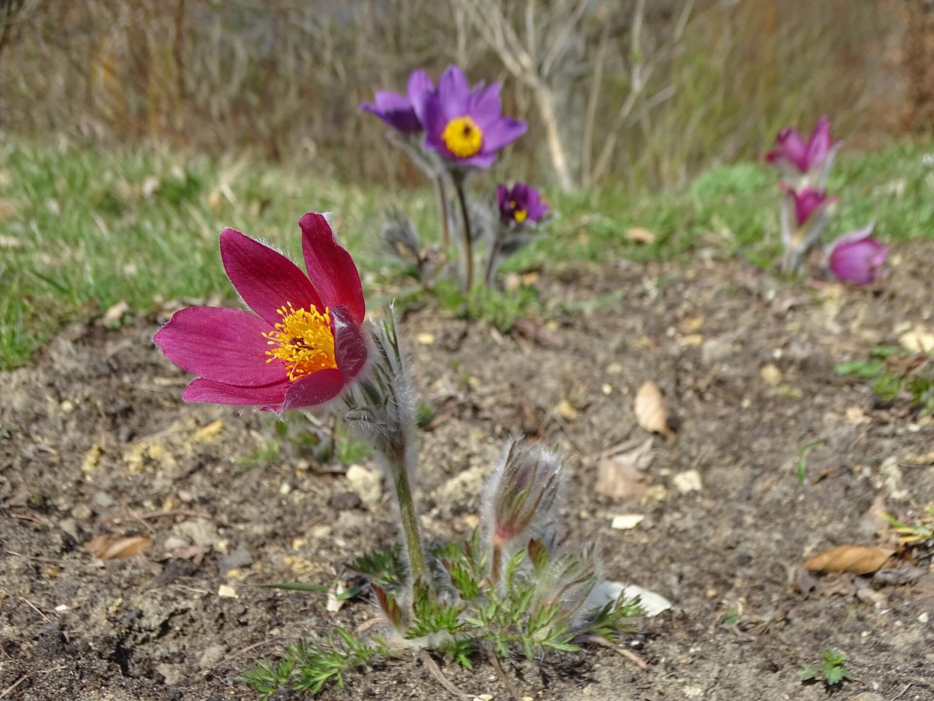 Slaski ogrod botaniczny radzionkow 11