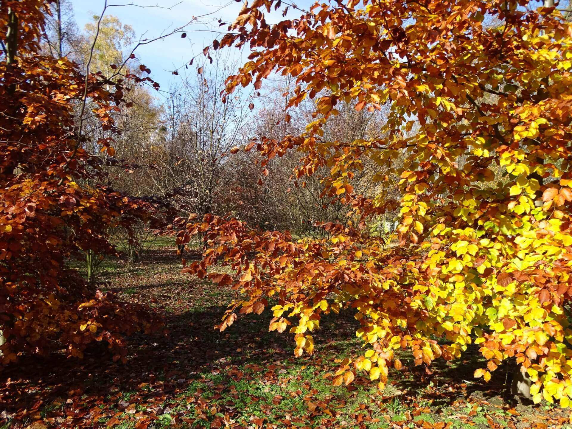Śląski Ogród Botaniczny w Radzionkowie