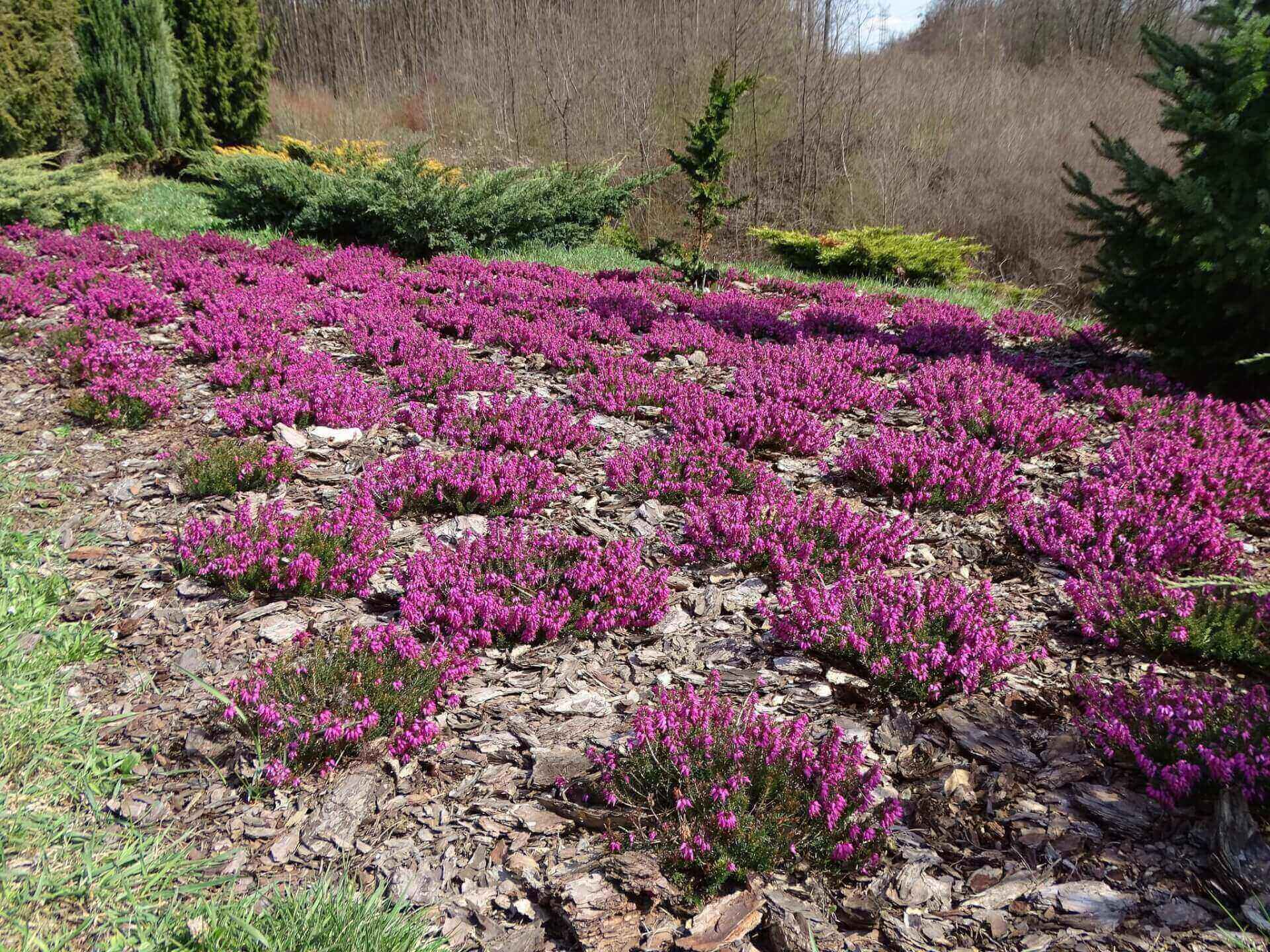 Slaski ogrod botaniczny radzionkow 12
