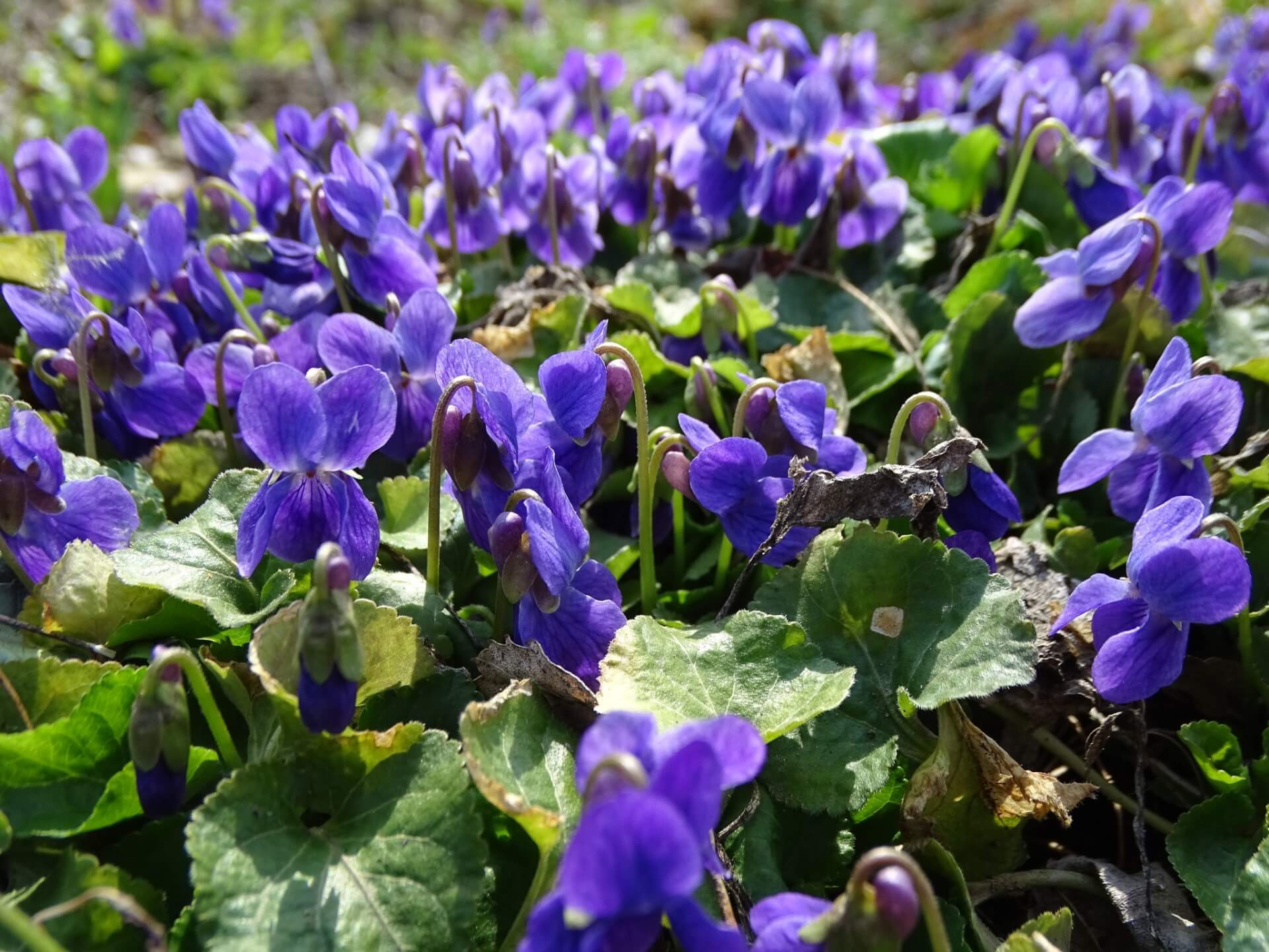 Slaski ogrod botaniczny radzionkow 13