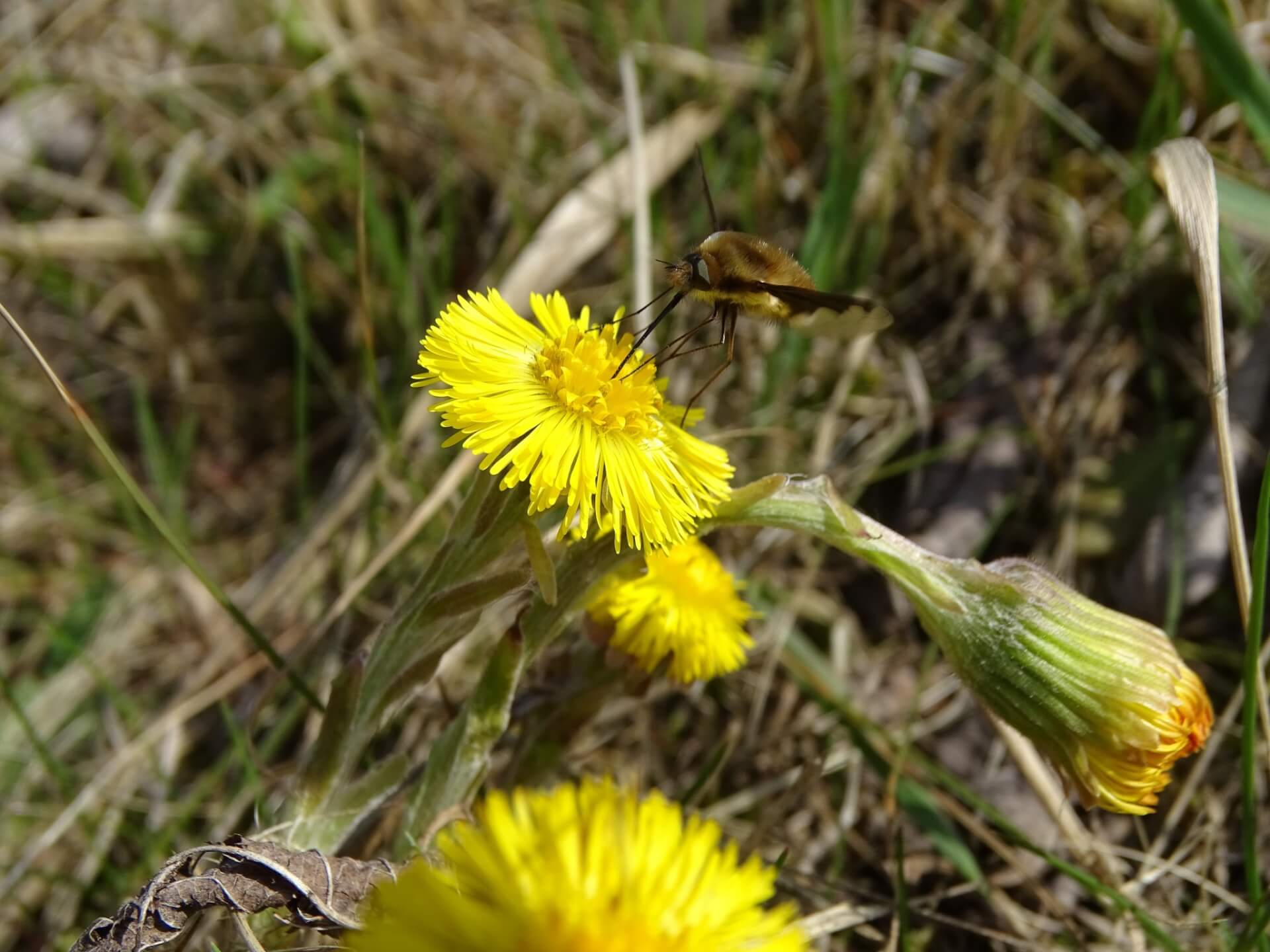 Slaski ogrod botaniczny radzionkow 14