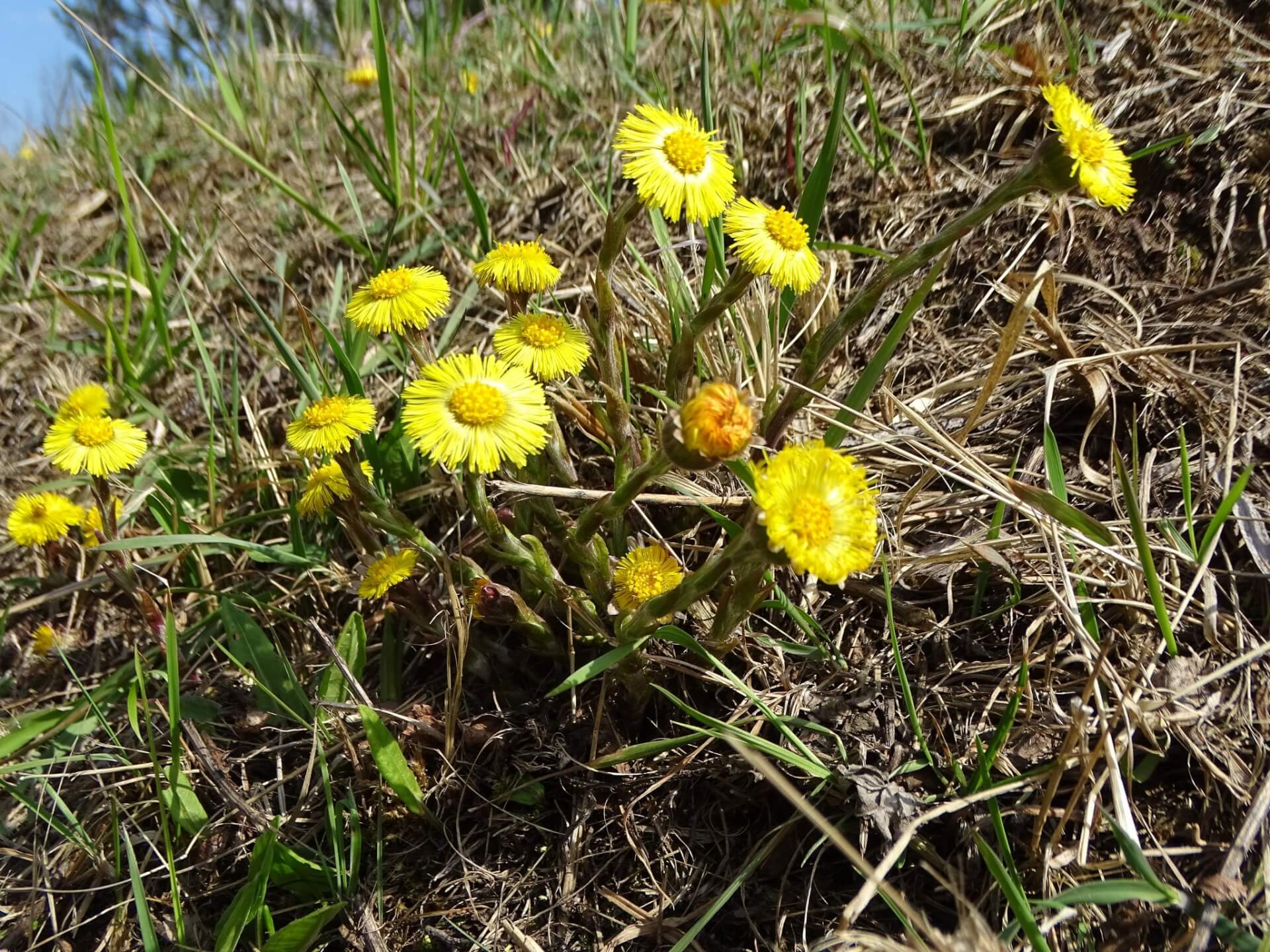 Slaski ogrod botaniczny radzionkow 15