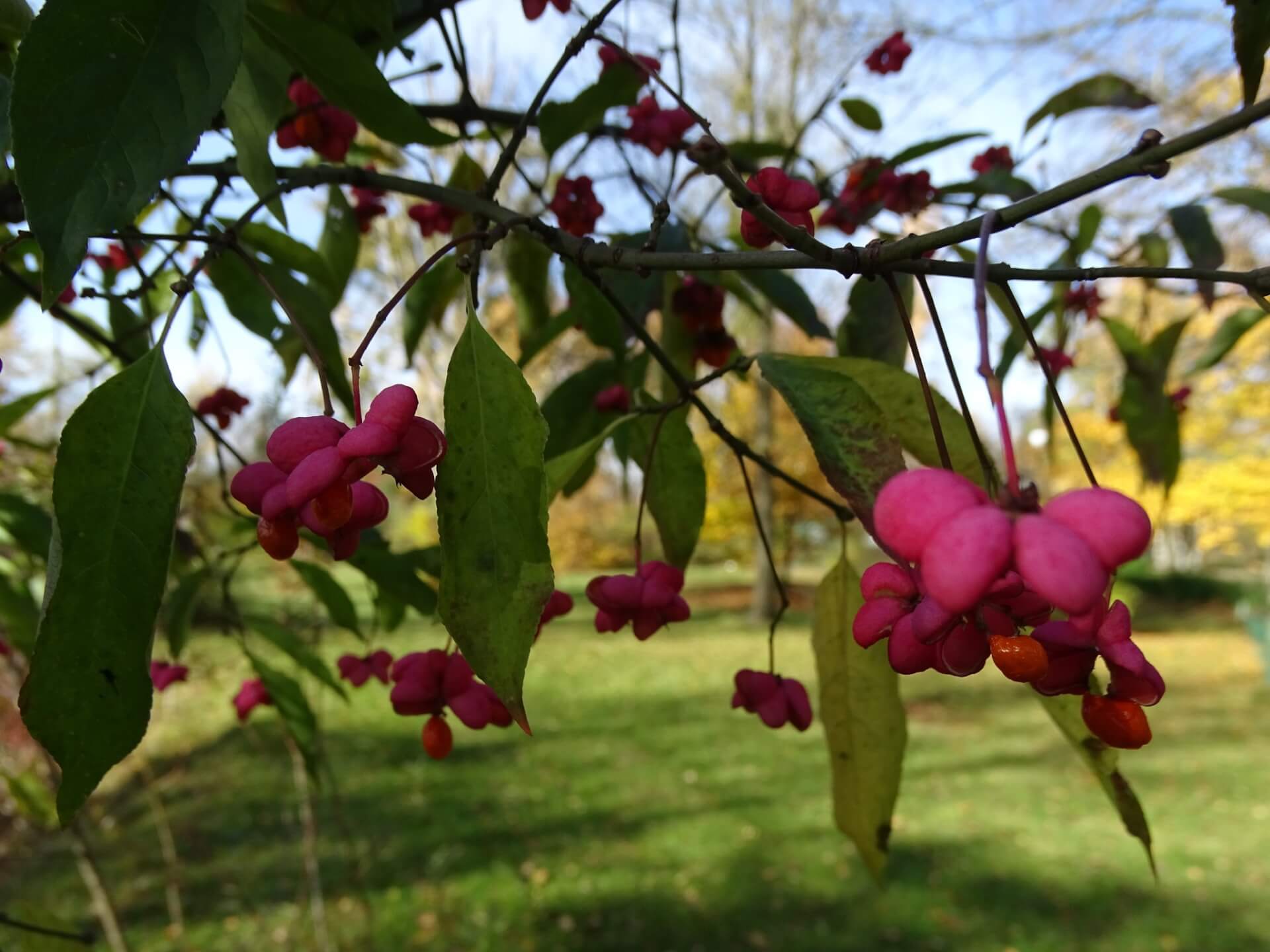 Śląski Ogród Botaniczny w Radzionkowie