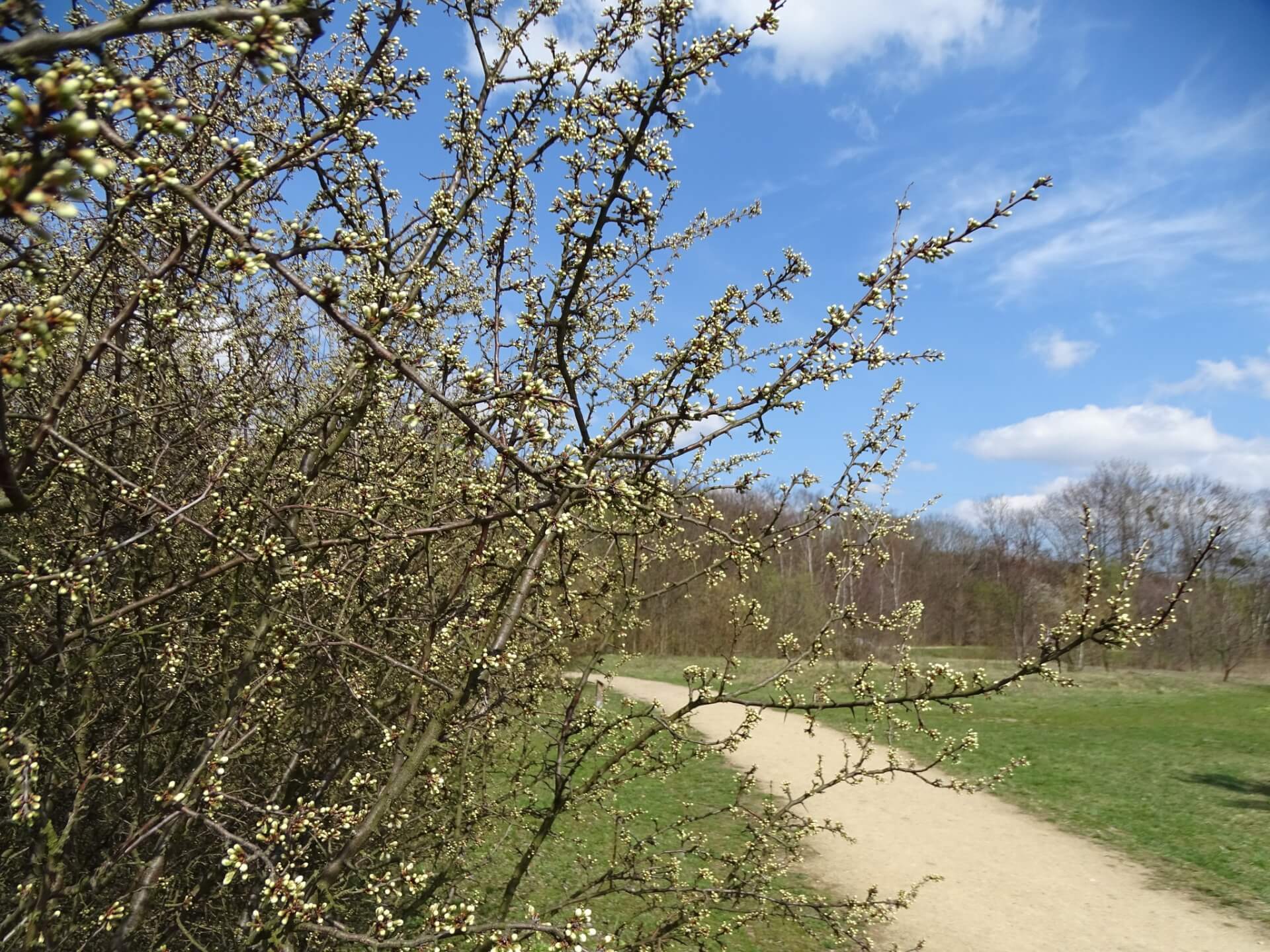 Slaski ogrod botaniczny radzionkow 16