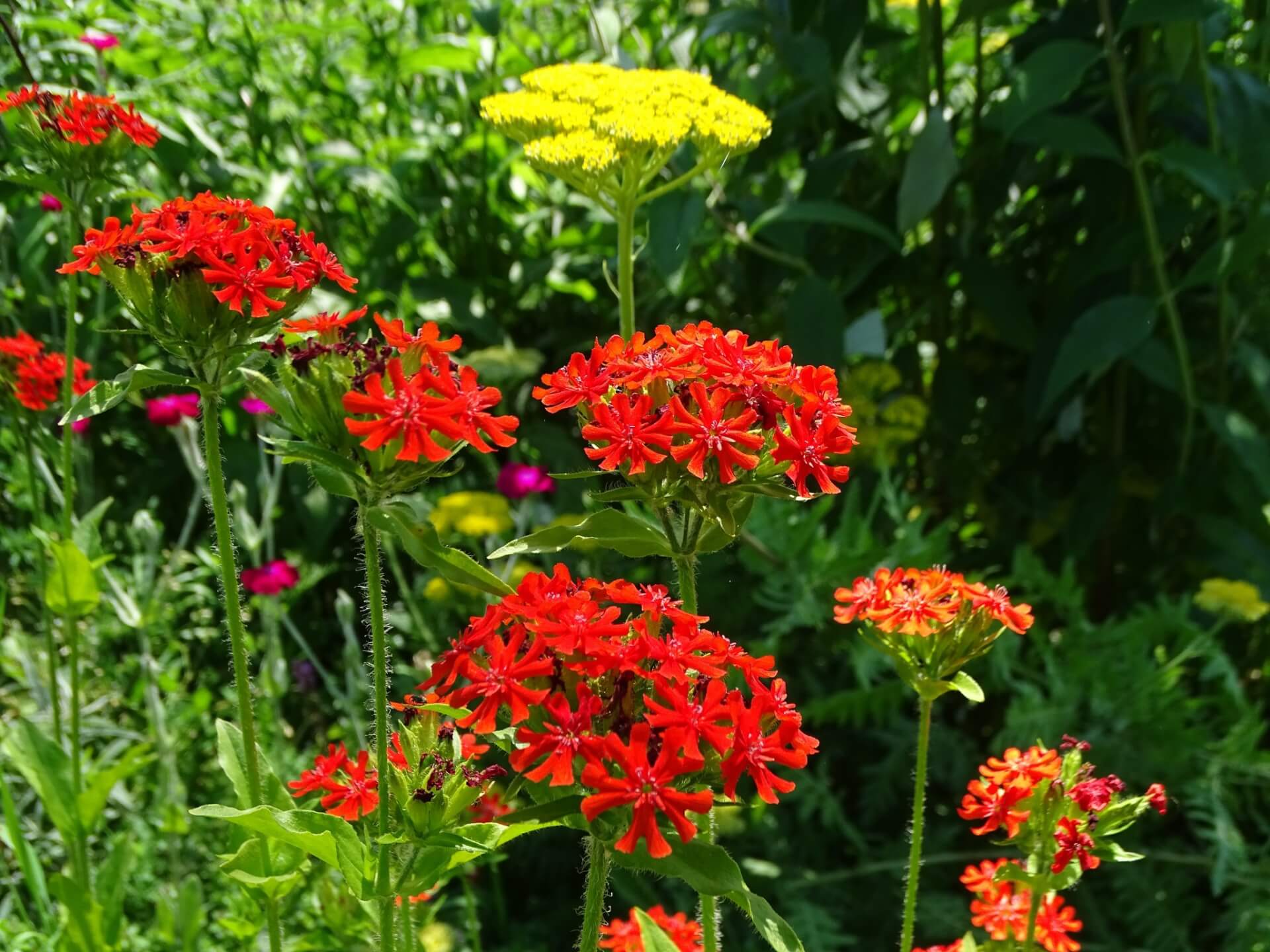 Śląski Ogród Botaniczny w Radzionkowie