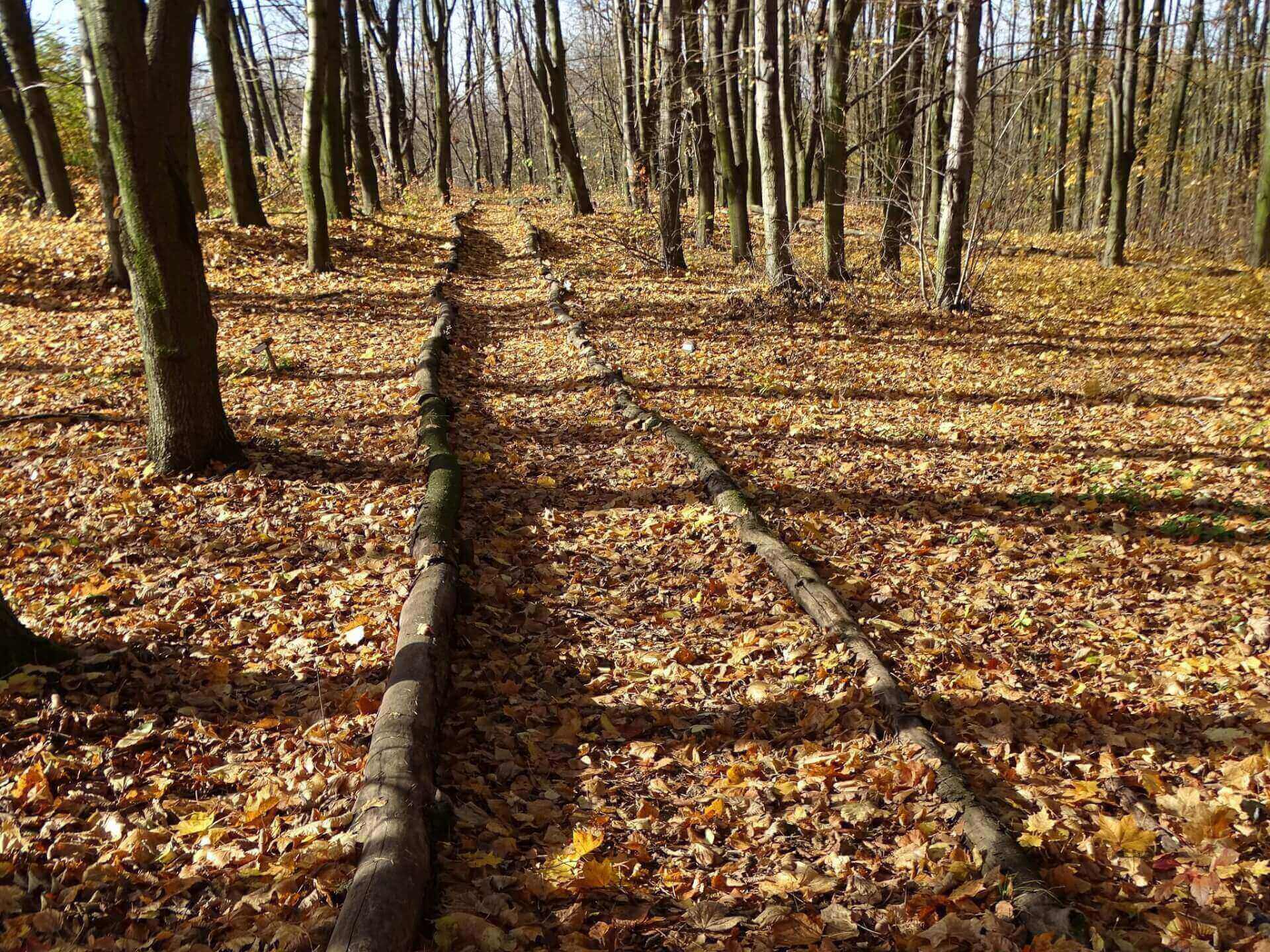Śląski Ogród Botaniczny w Radzionkowie