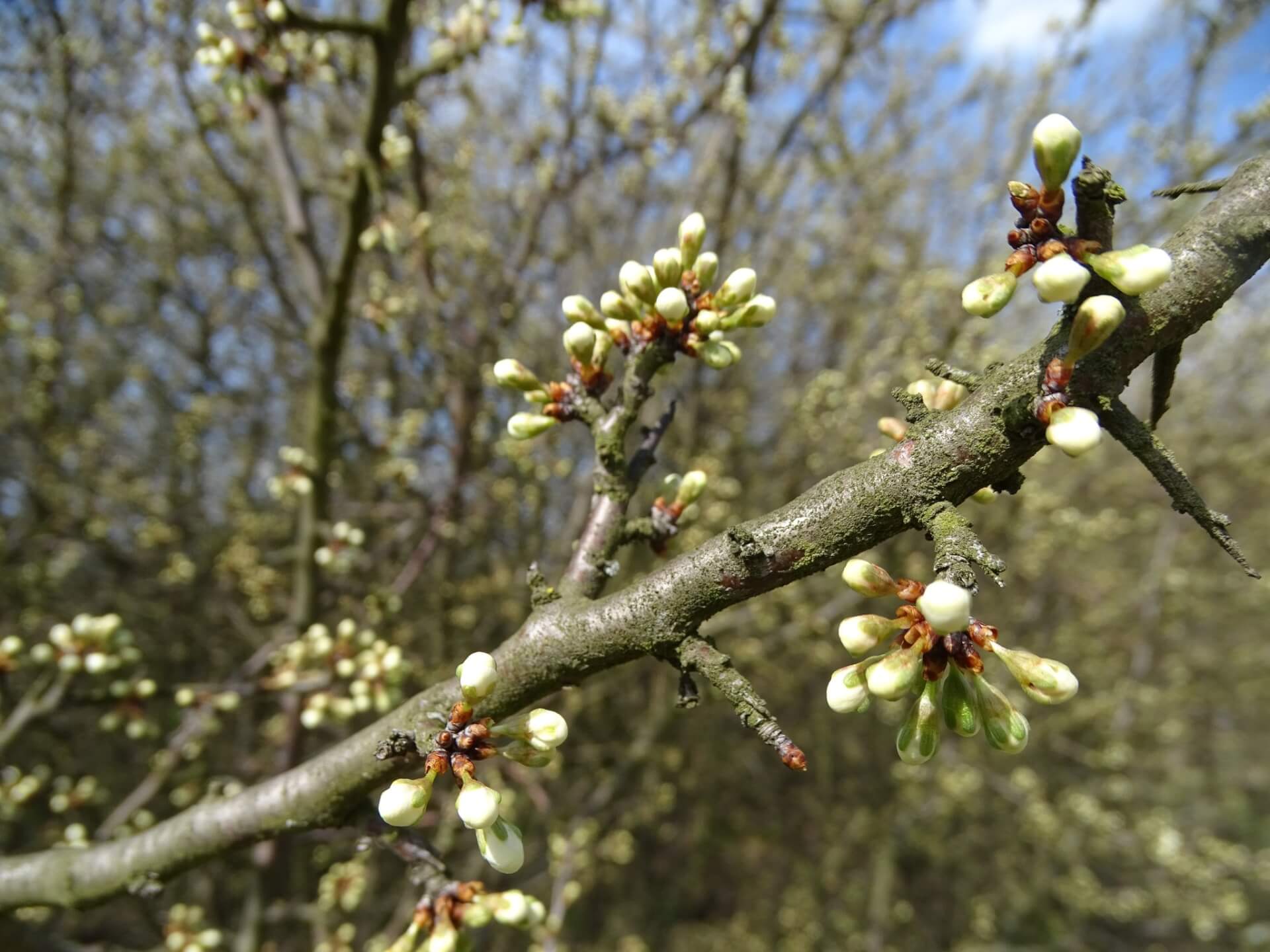 Slaski ogrod botaniczny radzionkow 17