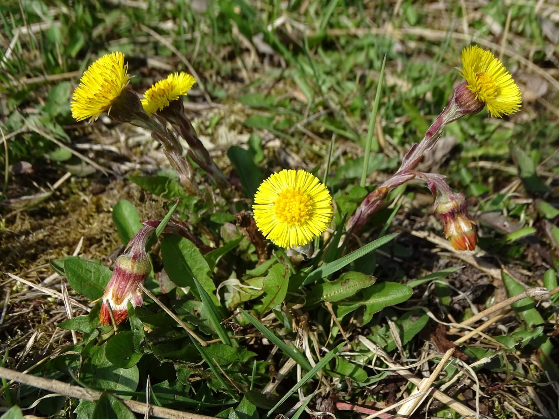 Slaski ogrod botaniczny radzionkow 18