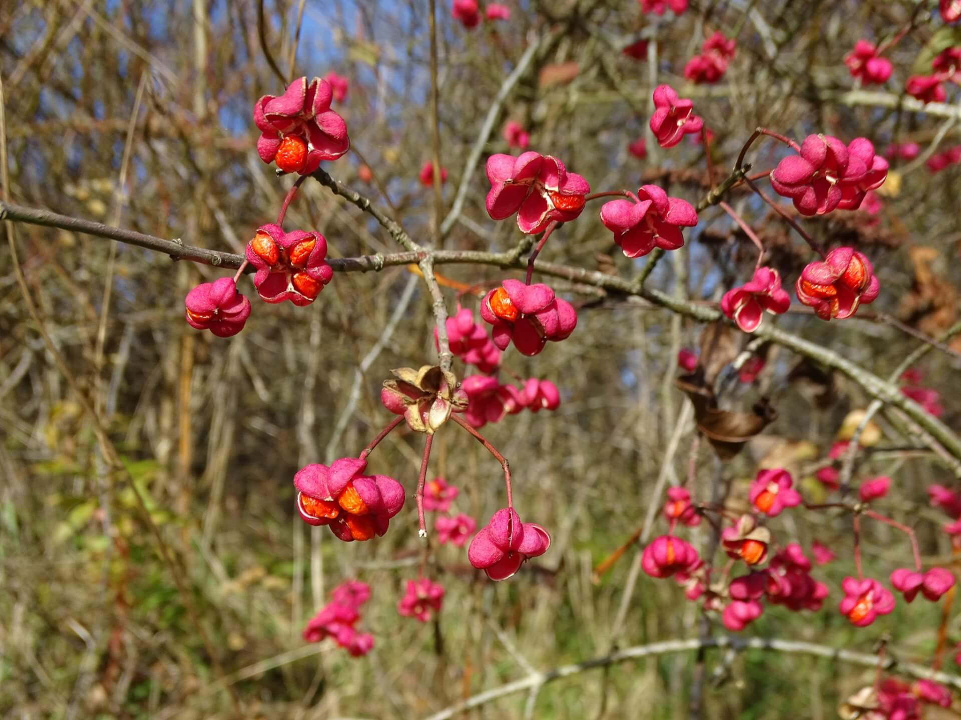 Śląski Ogród Botaniczny w Radzionkowie