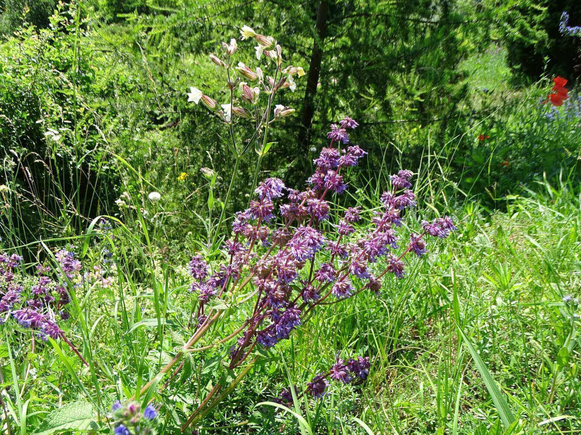 Śląski Ogród Botaniczny w Radzionkowie