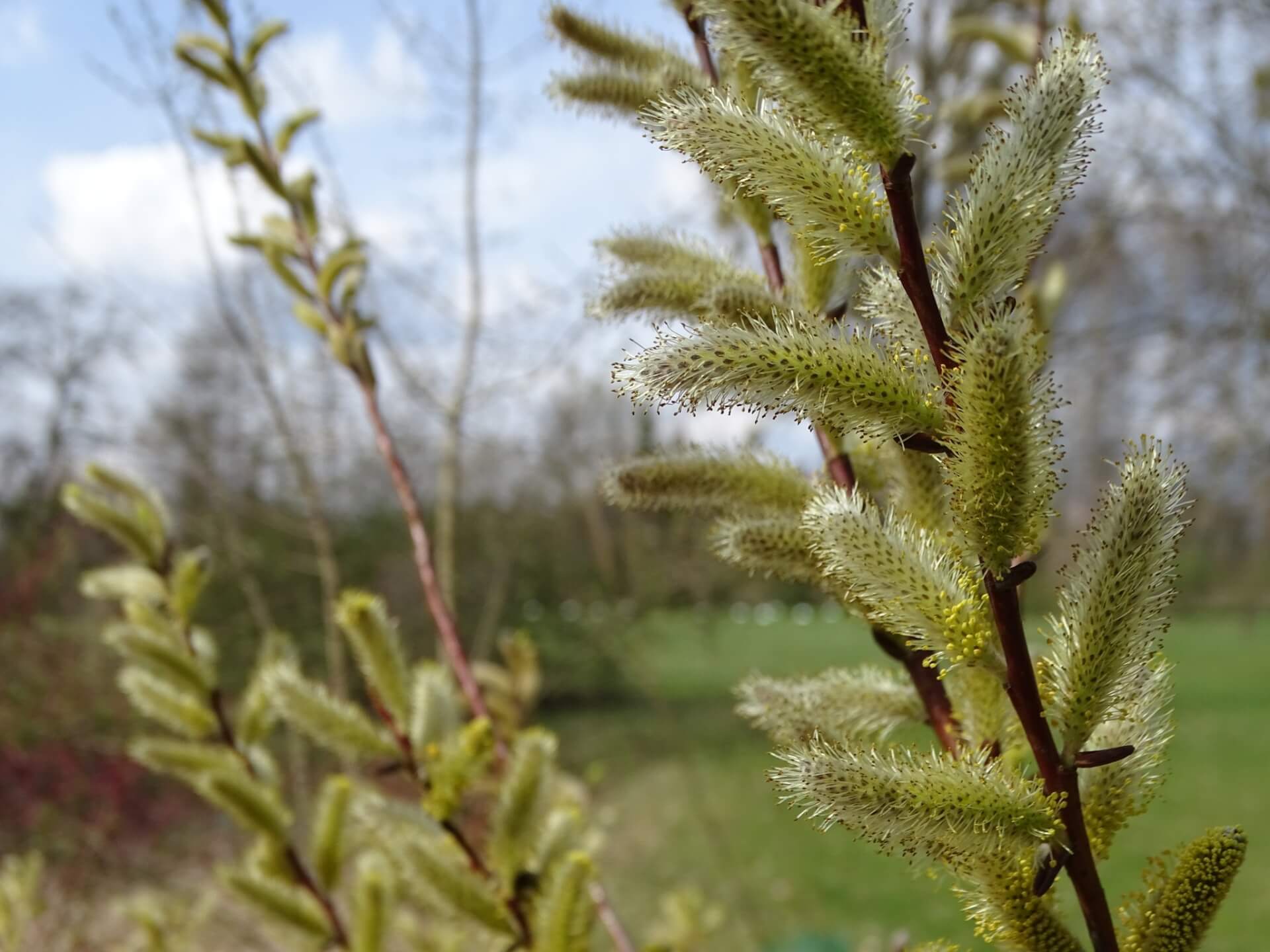 Śląski Ogród Botaniczny w Radzionkowie