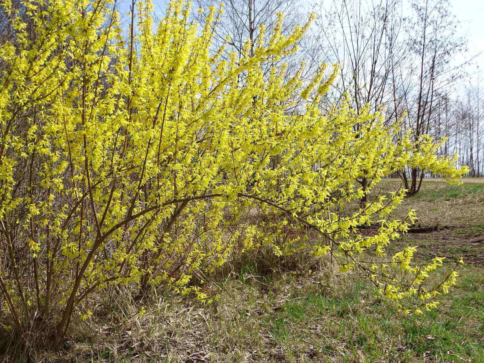 Slaski ogrod botaniczny radzionkow 20