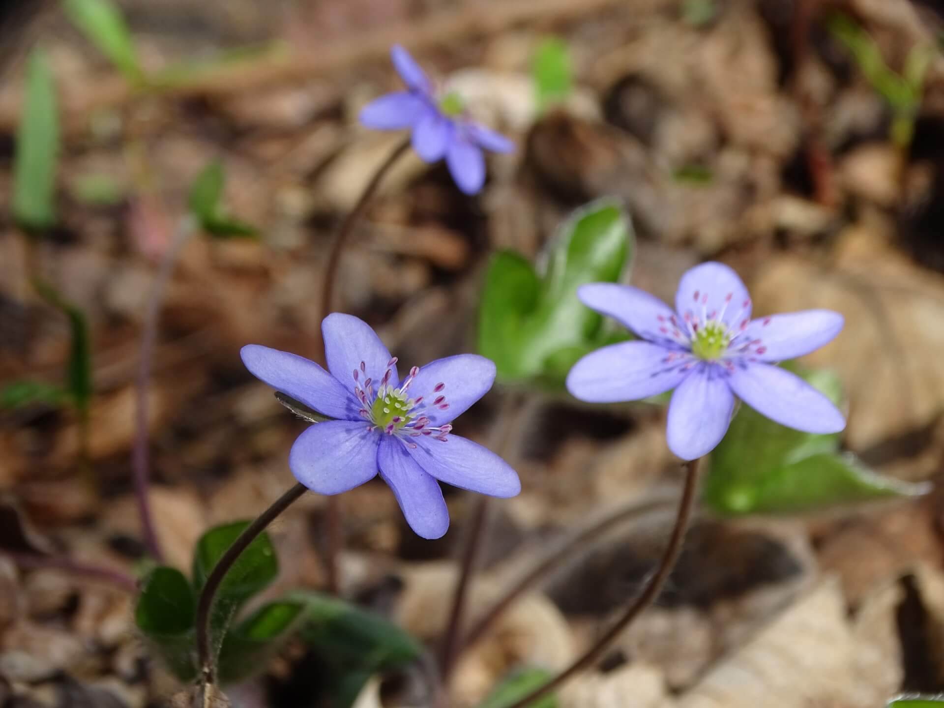 Slaski ogrod botaniczny radzionkow 21