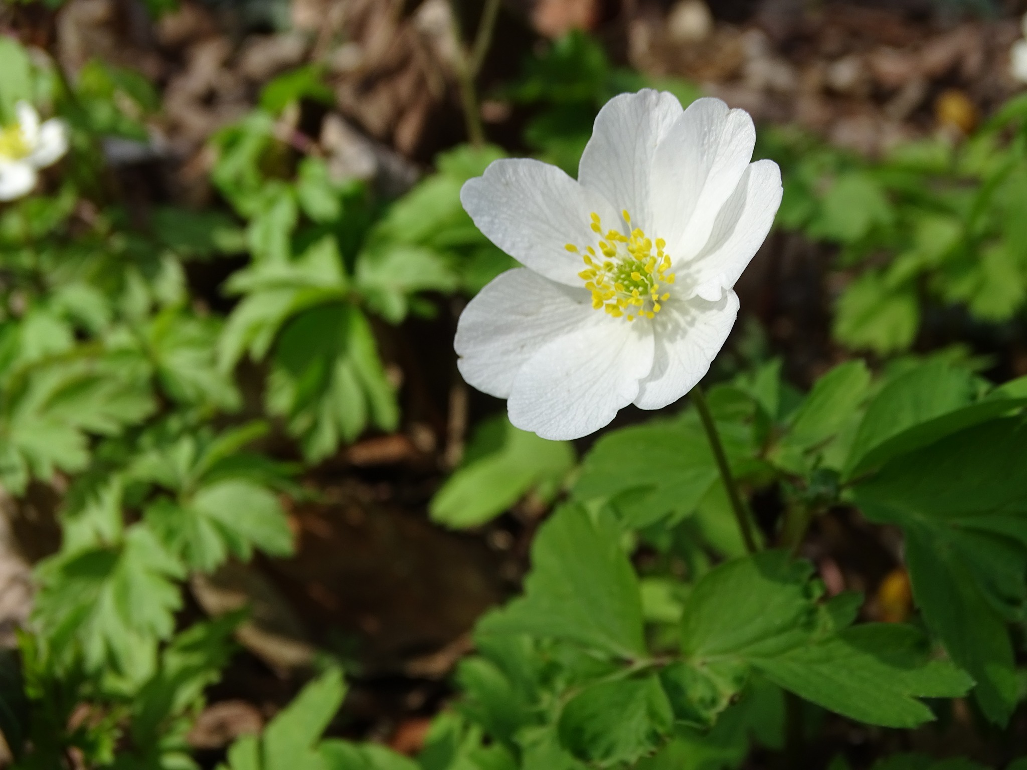 Slaski ogrod botaniczny radzionkow 22