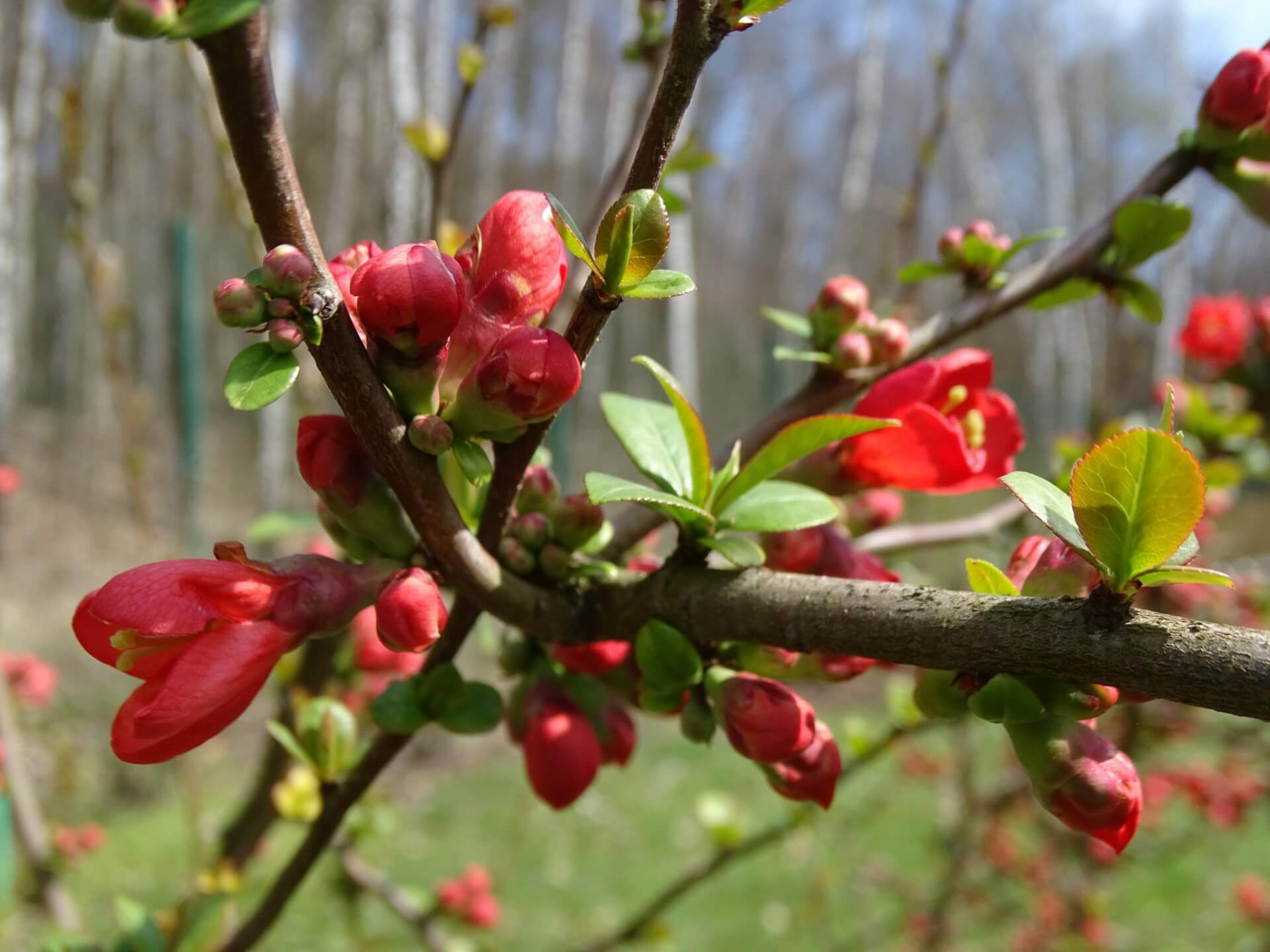 Slaski ogrod botaniczny radzionkow 23