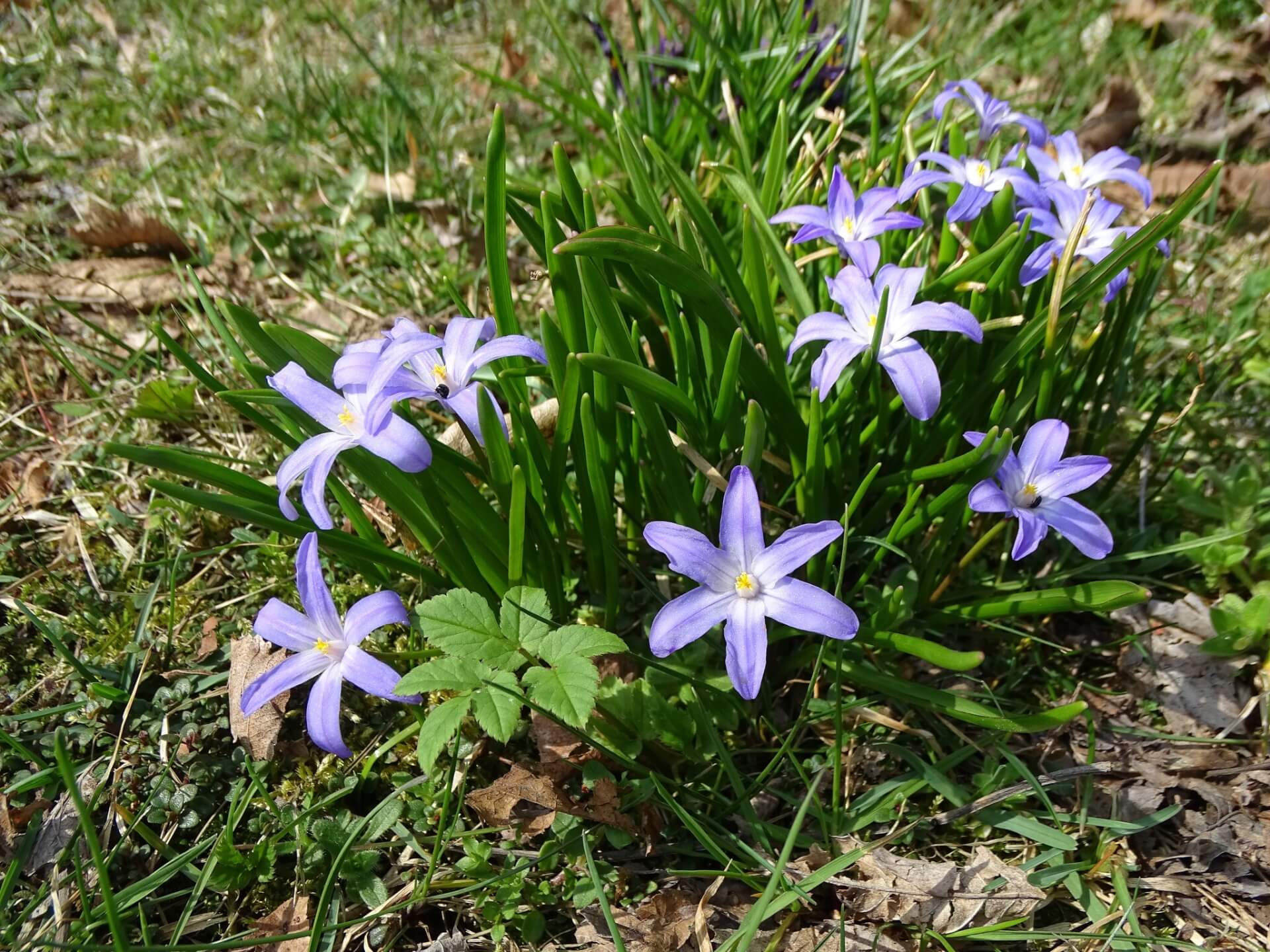Slaski ogrod botaniczny radzionkow 25