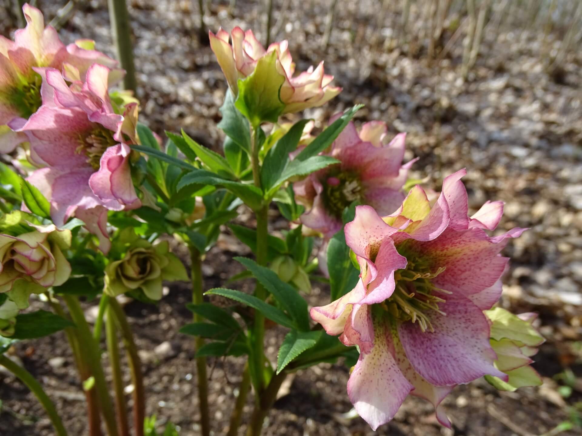 Slaski ogrod botaniczny radzionkow 26