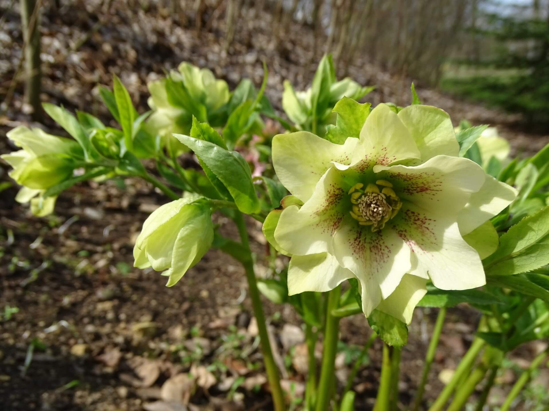 Slaski ogrod botaniczny radzionkow 27