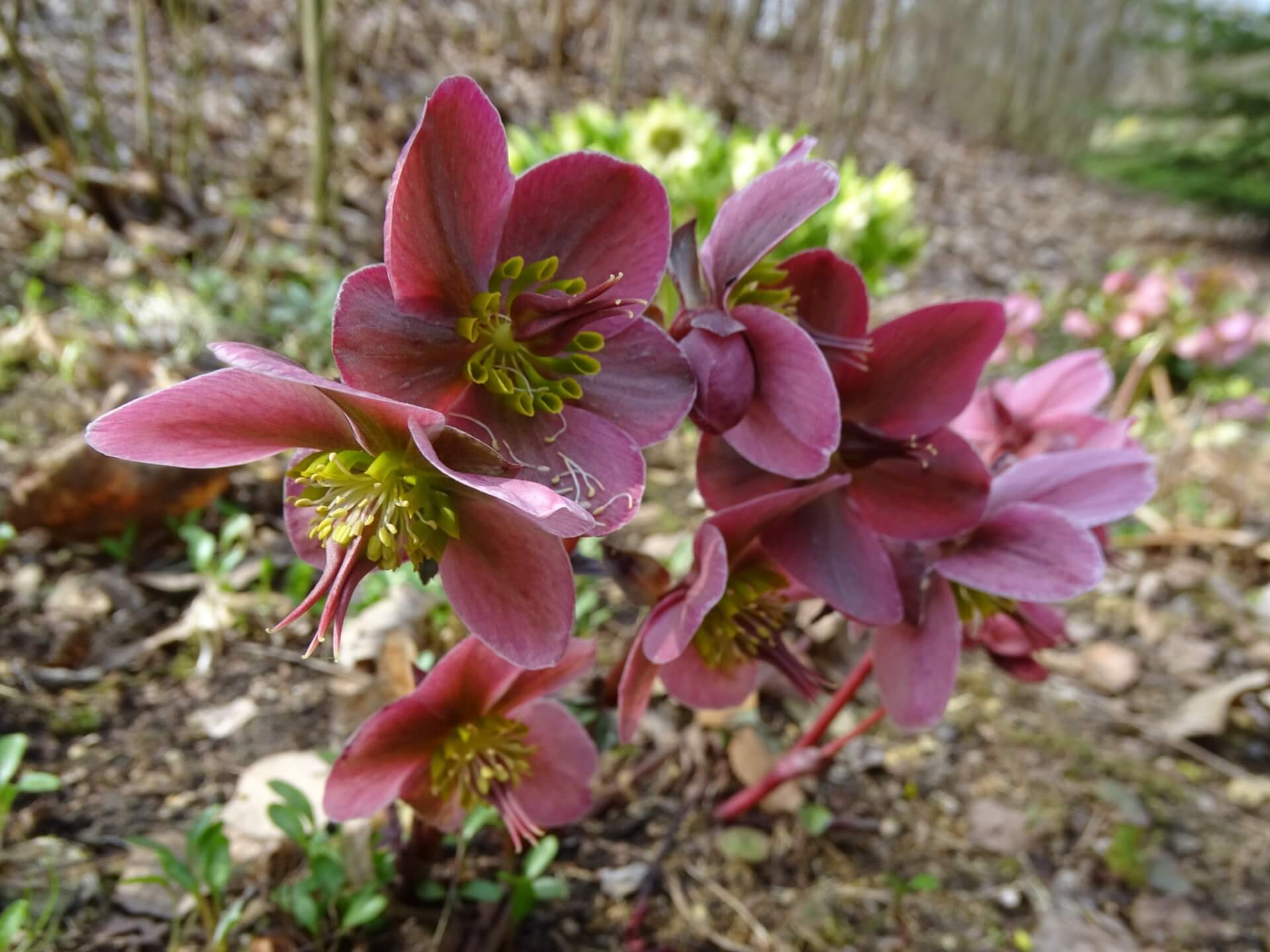 Slaski ogrod botaniczny radzionkow 28