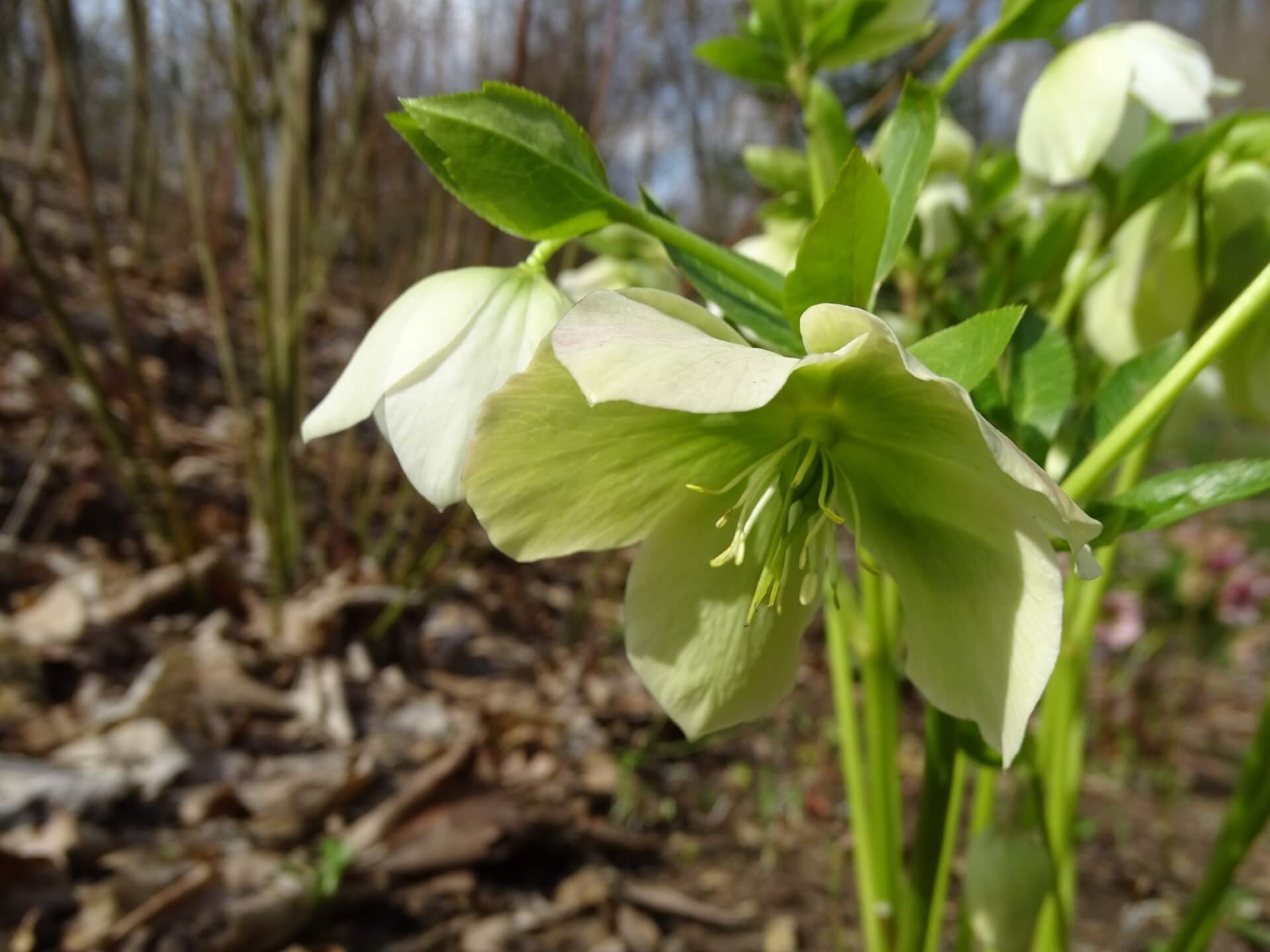 Slaski ogrod botaniczny radzionkow 29